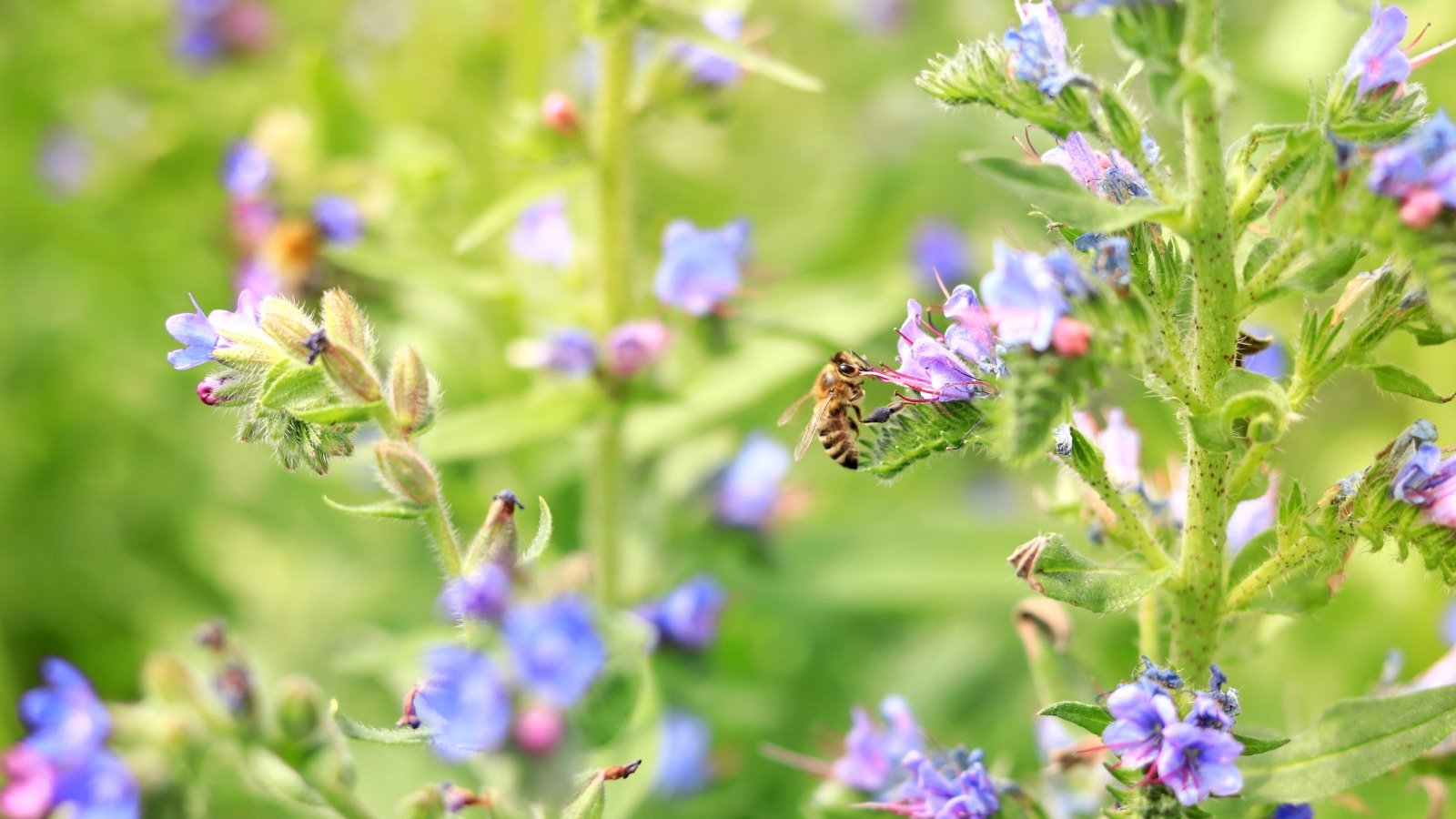 Close-up of a bee collecting nectar from the vivid blue-purple flowers of a viper's bugloss plant with bristly stems.