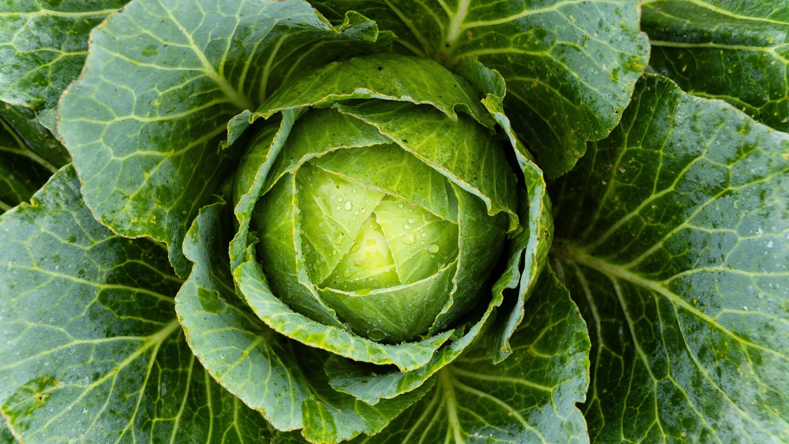 A spherical head of tightly packed, layered green leaves with a waxy texture and prominent veins.