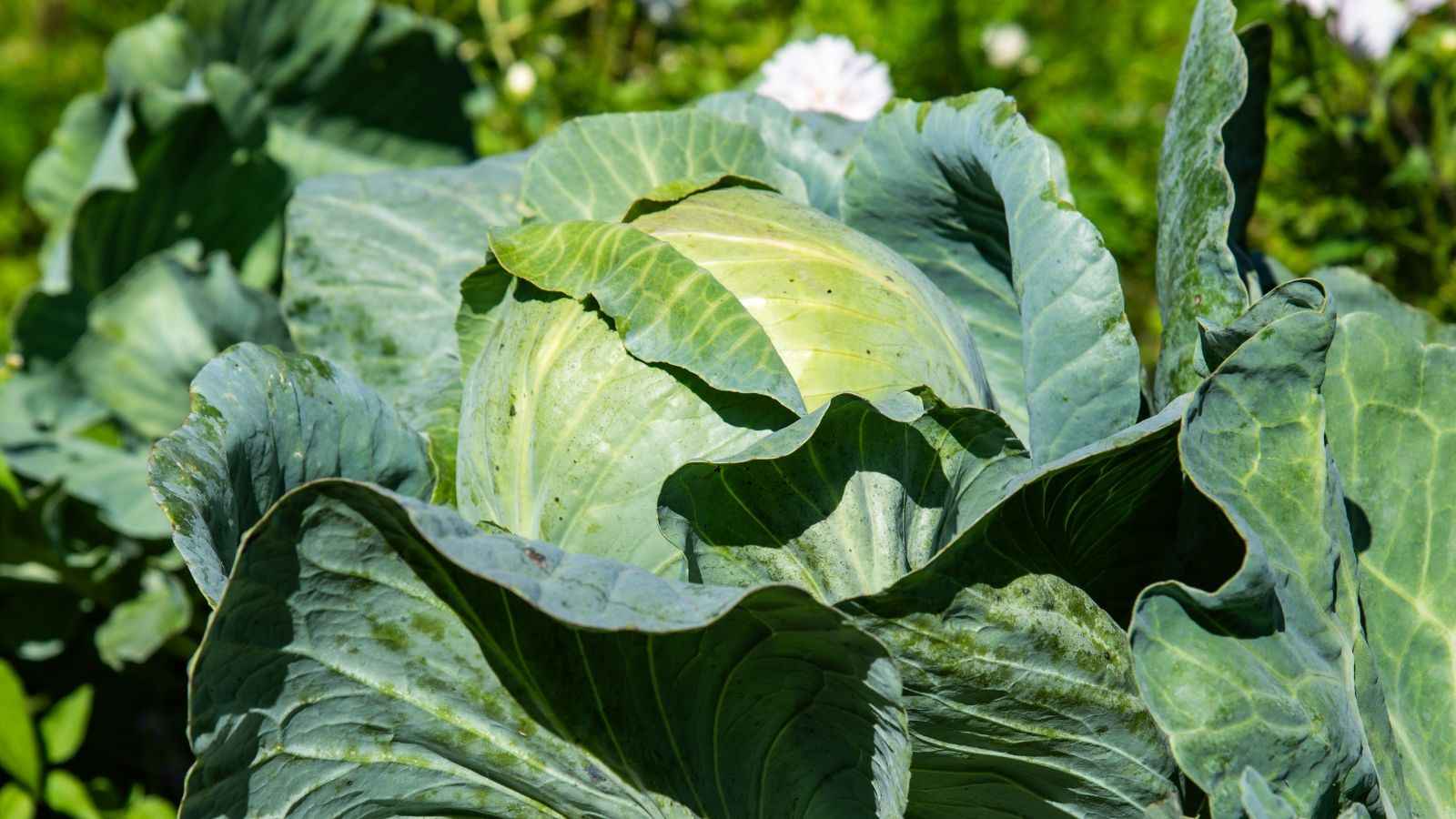A close-up shot of a large and round leafy crop called the Cabbage ‘Sapporo Giant #4’, showcasing its large leaves, all basking in bright sunlight outdoors
