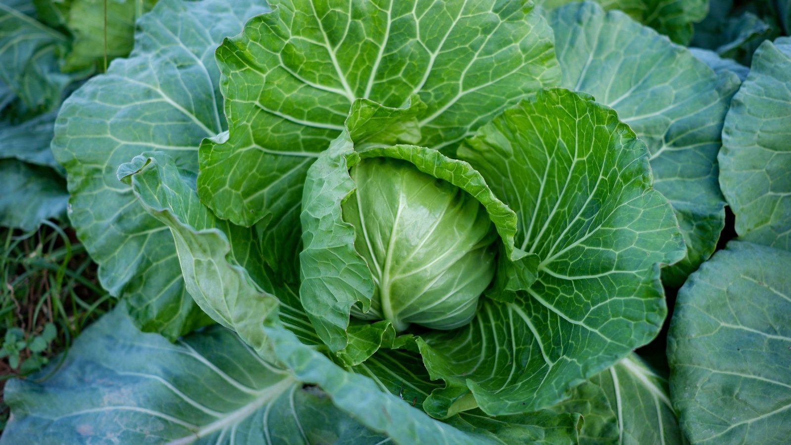 Dense, round heads of green leaves with broad, smooth, slightly ruffled outer leaves growing on short, sturdy stems.