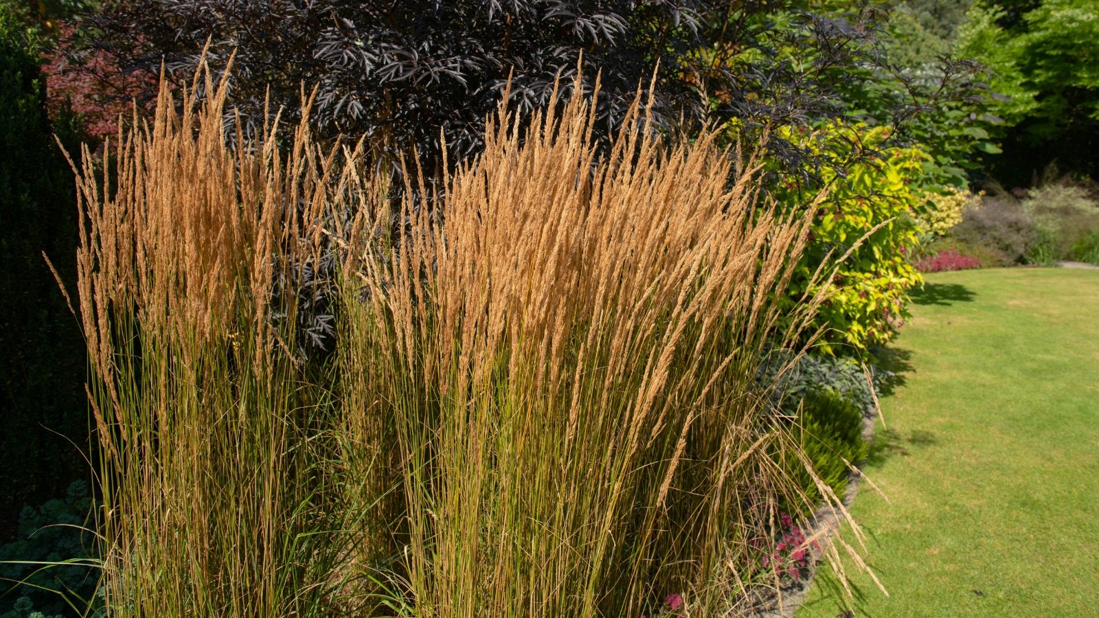 A dense clump of tall, feathery, golden-brown plumes rising from slender, upright green stems.