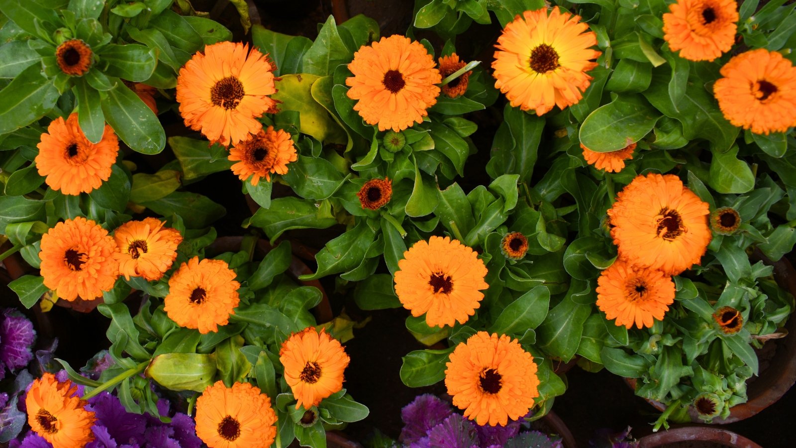 A dense grouping of vibrant orange, daisy-like blossoms with multiple layers of petals and dark brown centers, nestled among lush green leaves.