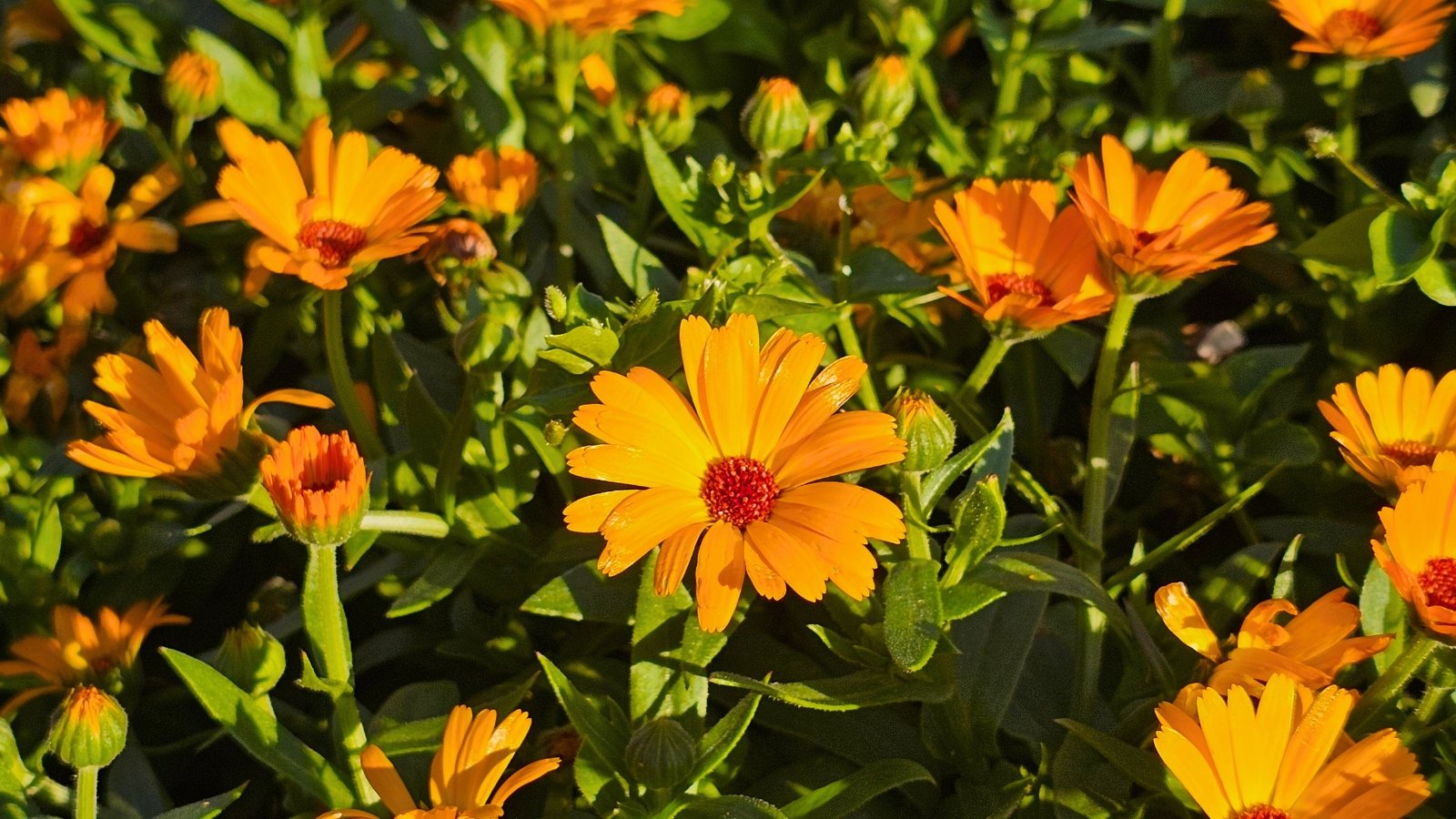A collection of bright orange-yellow blossoms with slender petals radiating from a reddish-brown, textured center.