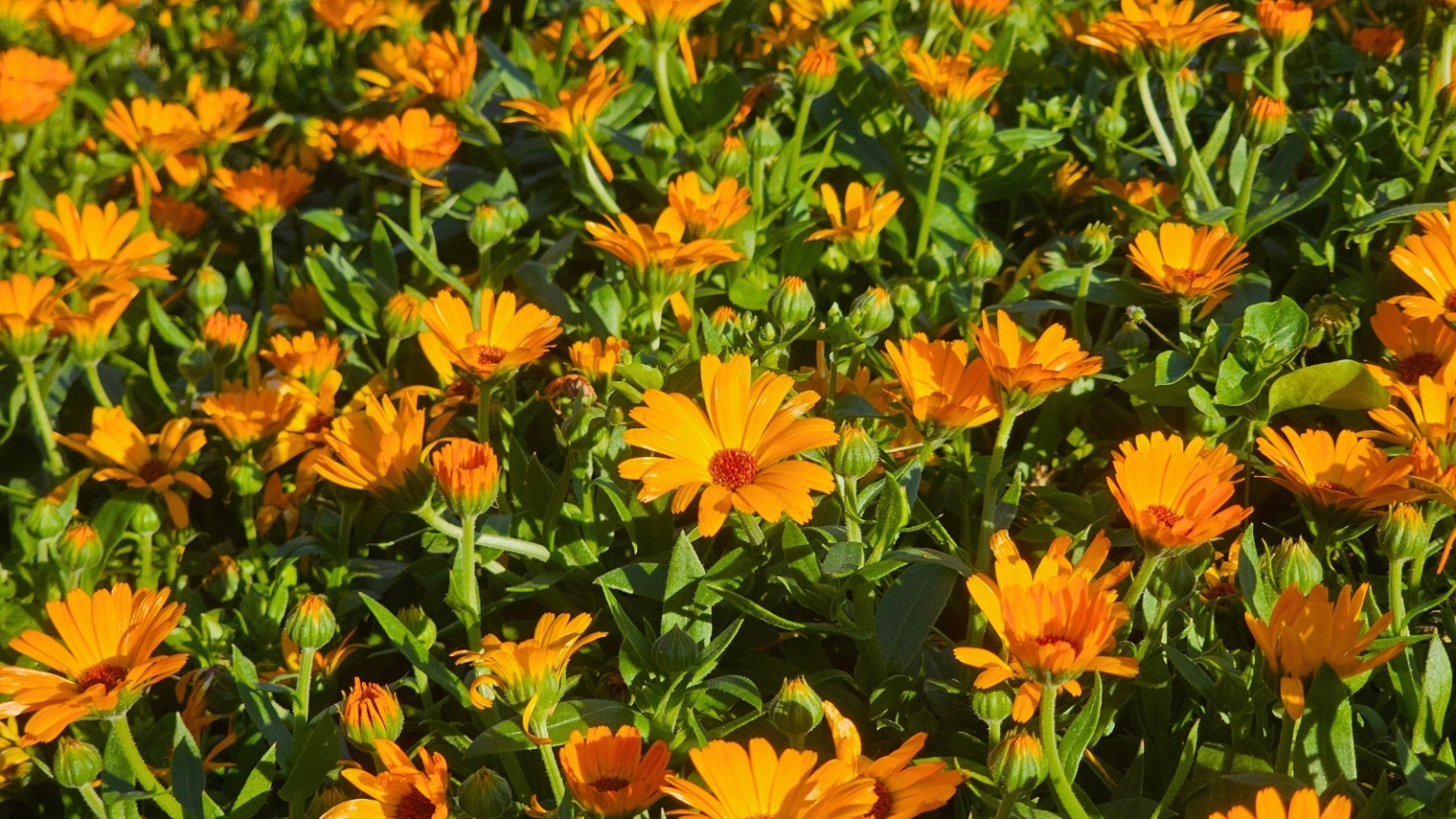 31 Flowers that Will Survive Winter