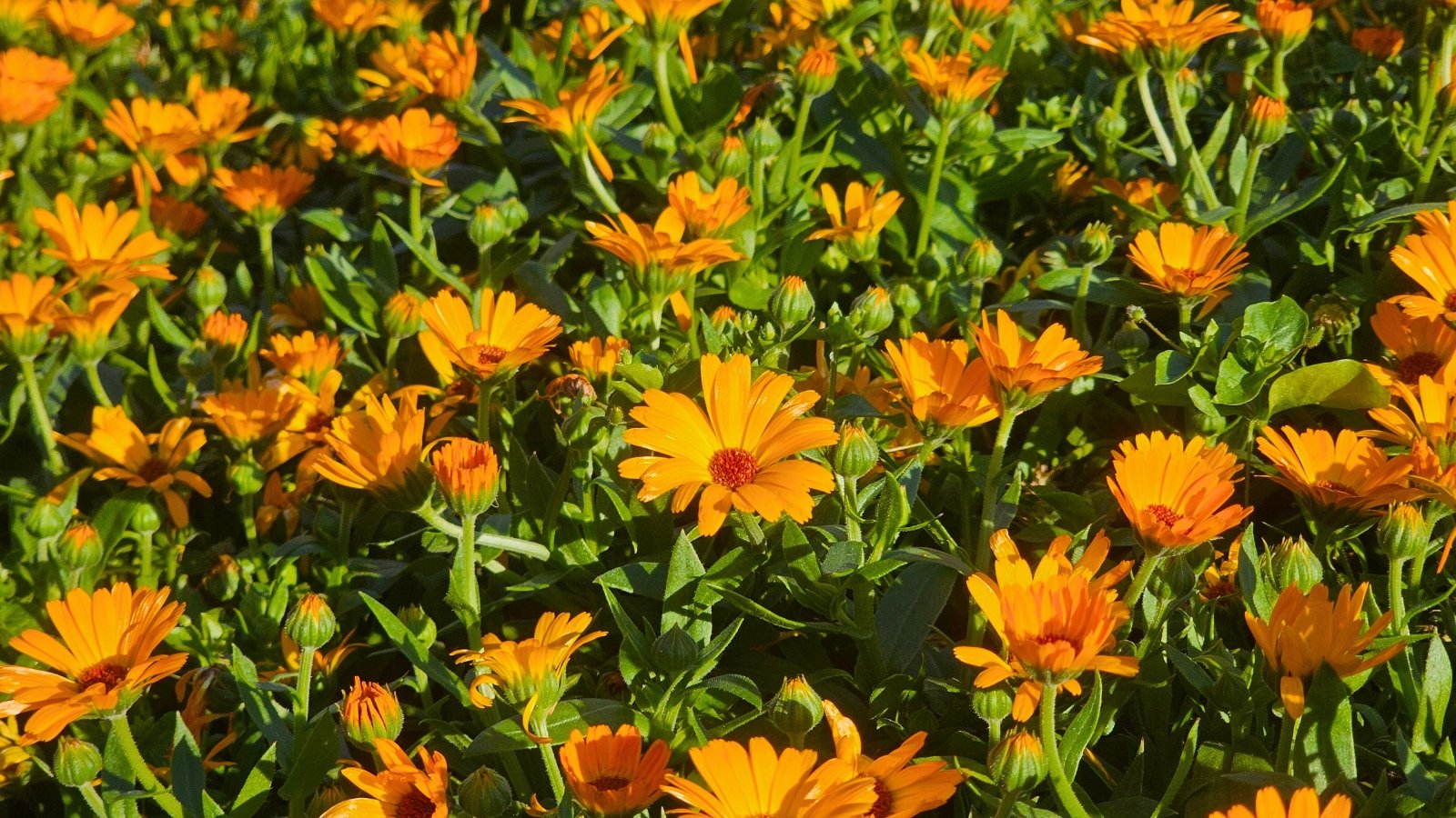 A field of orange and yellow flowers with multiple layers of petals and a dark orange center, standing on green stems with smooth leaves.