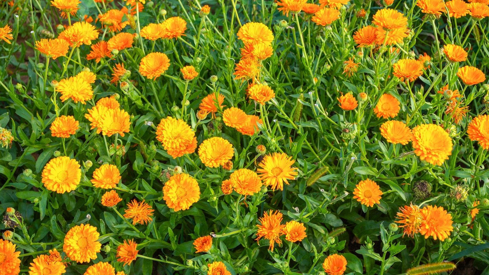 A bed of vibrant orange and yellow blossoms with layered, ray-like petals and prominent centers, growing on upright stems among green leaves.