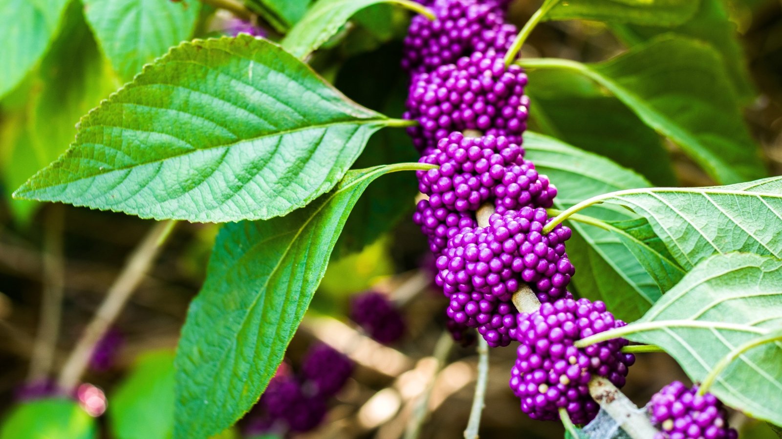 Clusters of small, round, vibrant purple berries grow tightly together on thin green stems, surrounded by large, serrated green leaves.