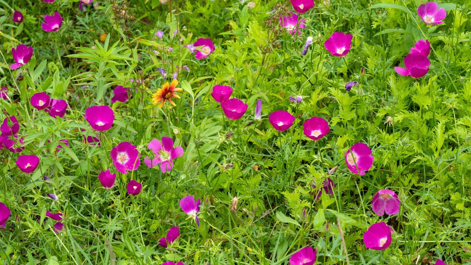 A field of vibrant magenta, cup-shaped flowers with five petals, interspersed with thin green leaves and a few scattered yellow flowers.