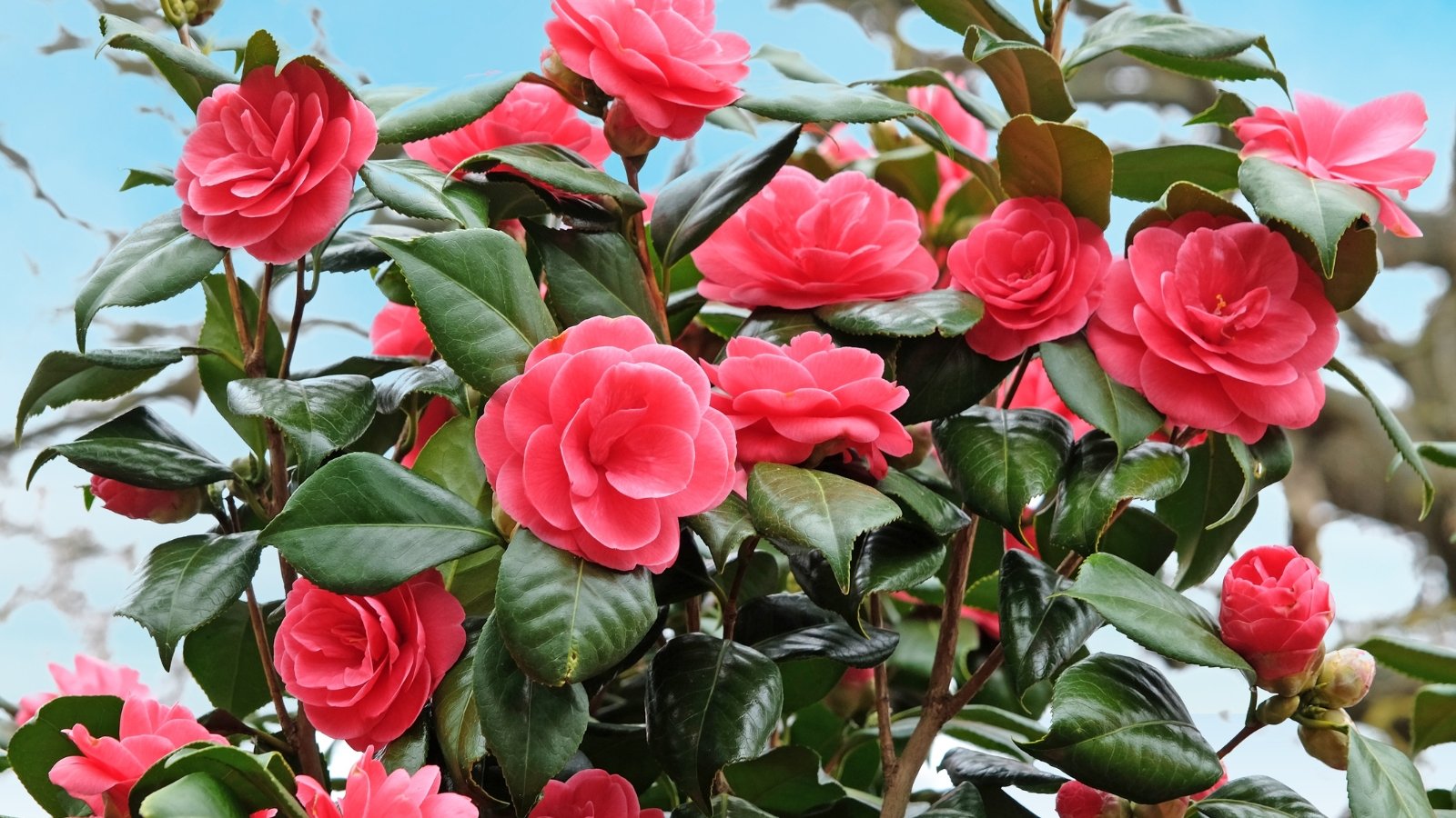 Shiny dark green leaves contrast with lush double-petaled pink blooms in a rounded bush form.