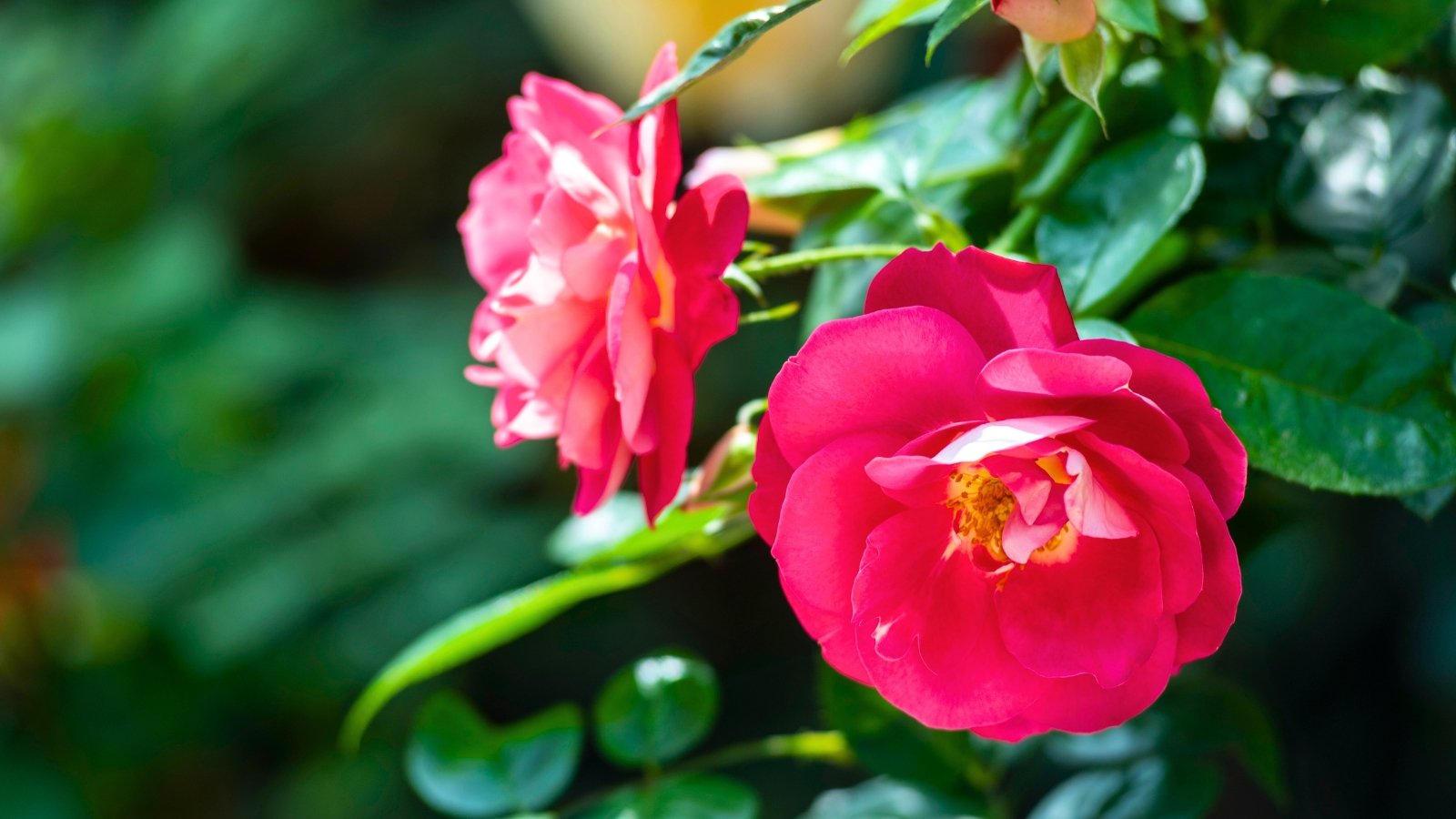 Two lush, vibrant magenta-pink blossoms, one fully open with a prominent yellow center and the other in the background.
