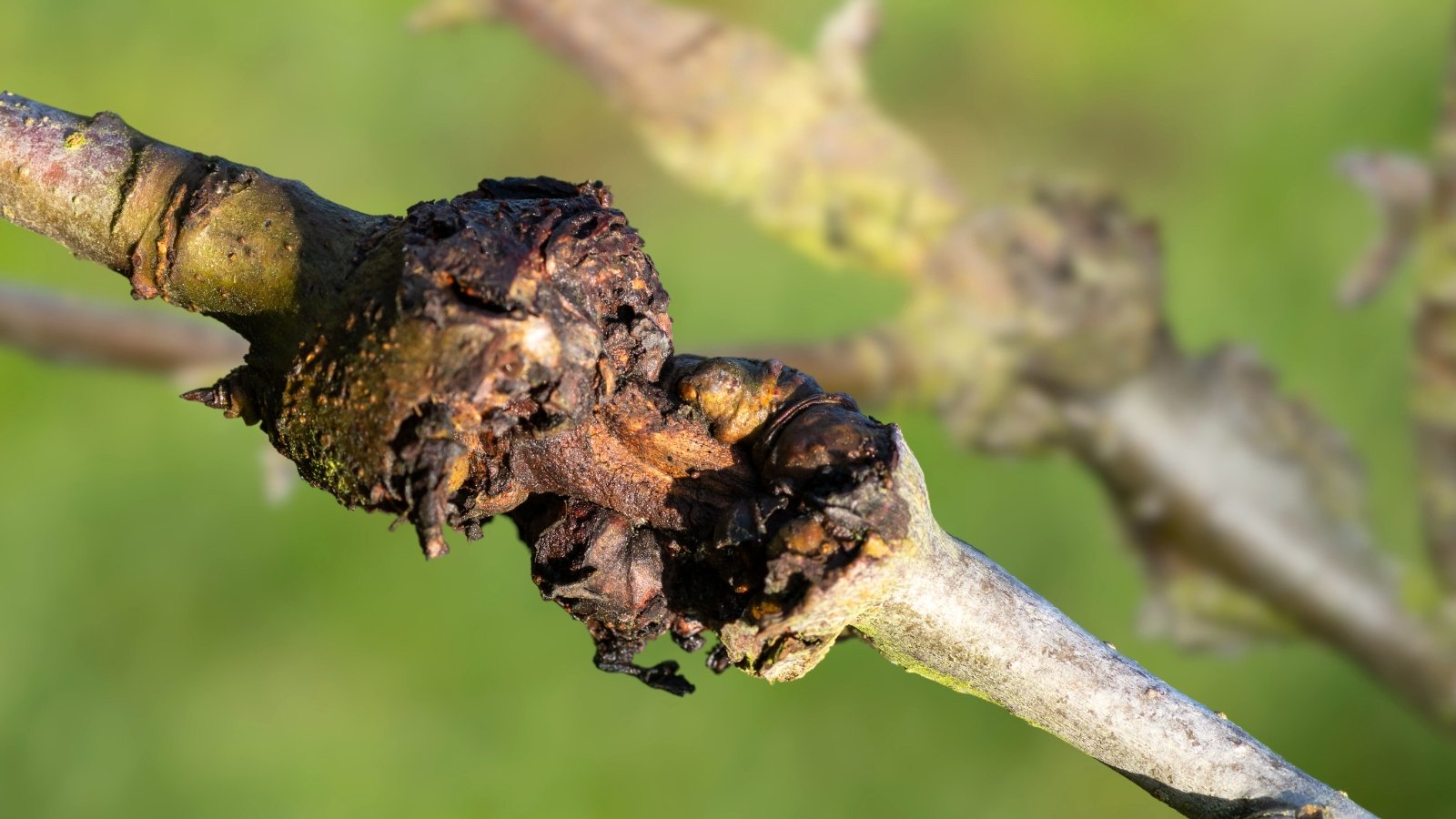 Rough sunken lesions with cracked bark appear on the apple tree branch indicating canker infection.