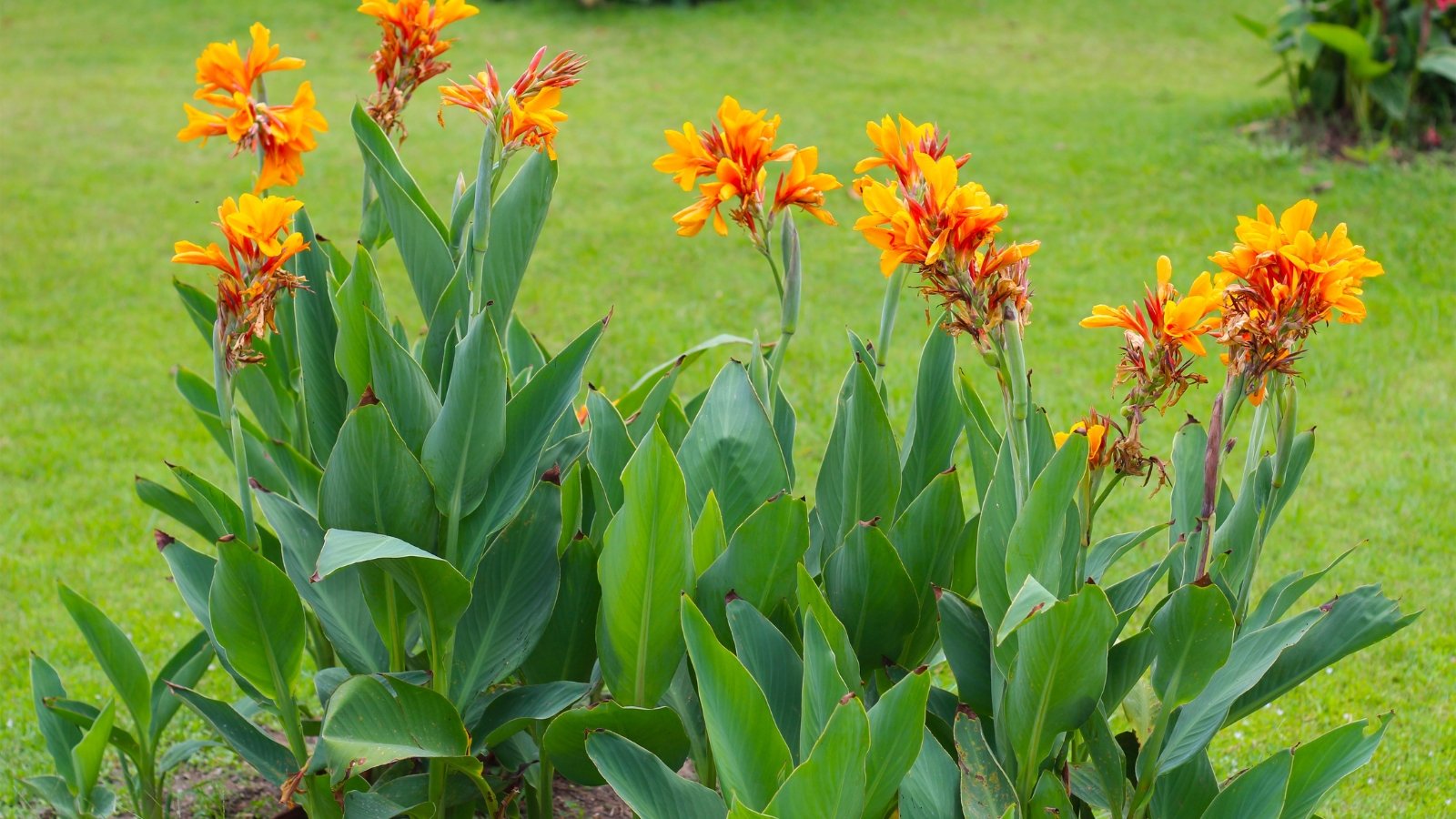 Large paddle-like green leaves support tall stalks topped with bold, fiery orange blossoms.