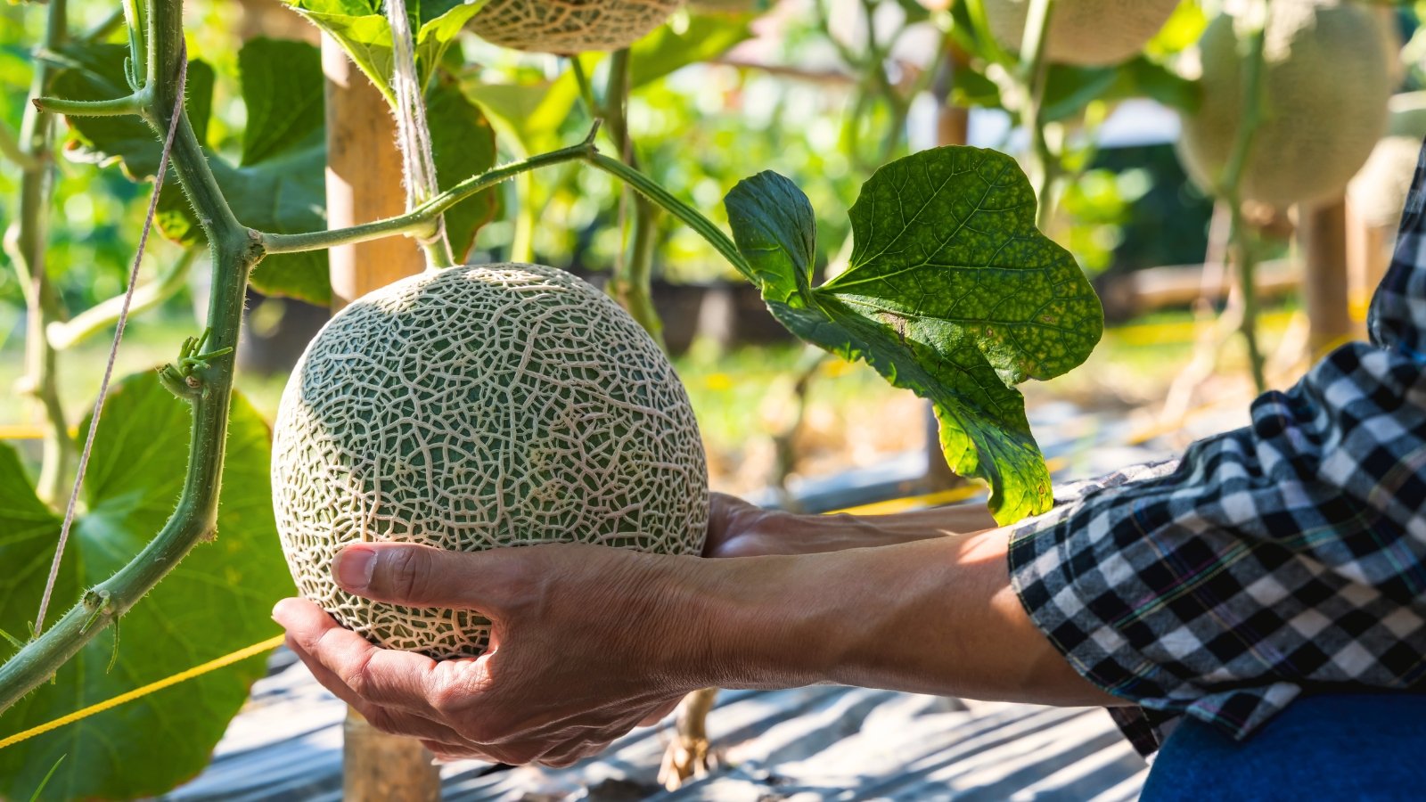 Gardener picks a round, netted-skinned melon nestled among dense green foliage.