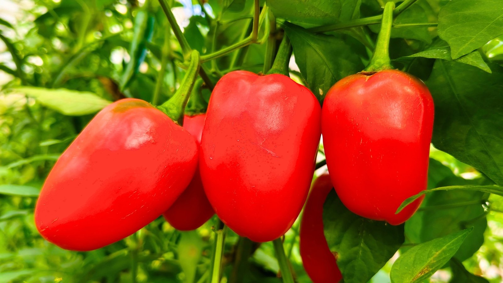 Several glossy red, bell-shaped fruits with smooth skin hang from a vine with bright green leaves.