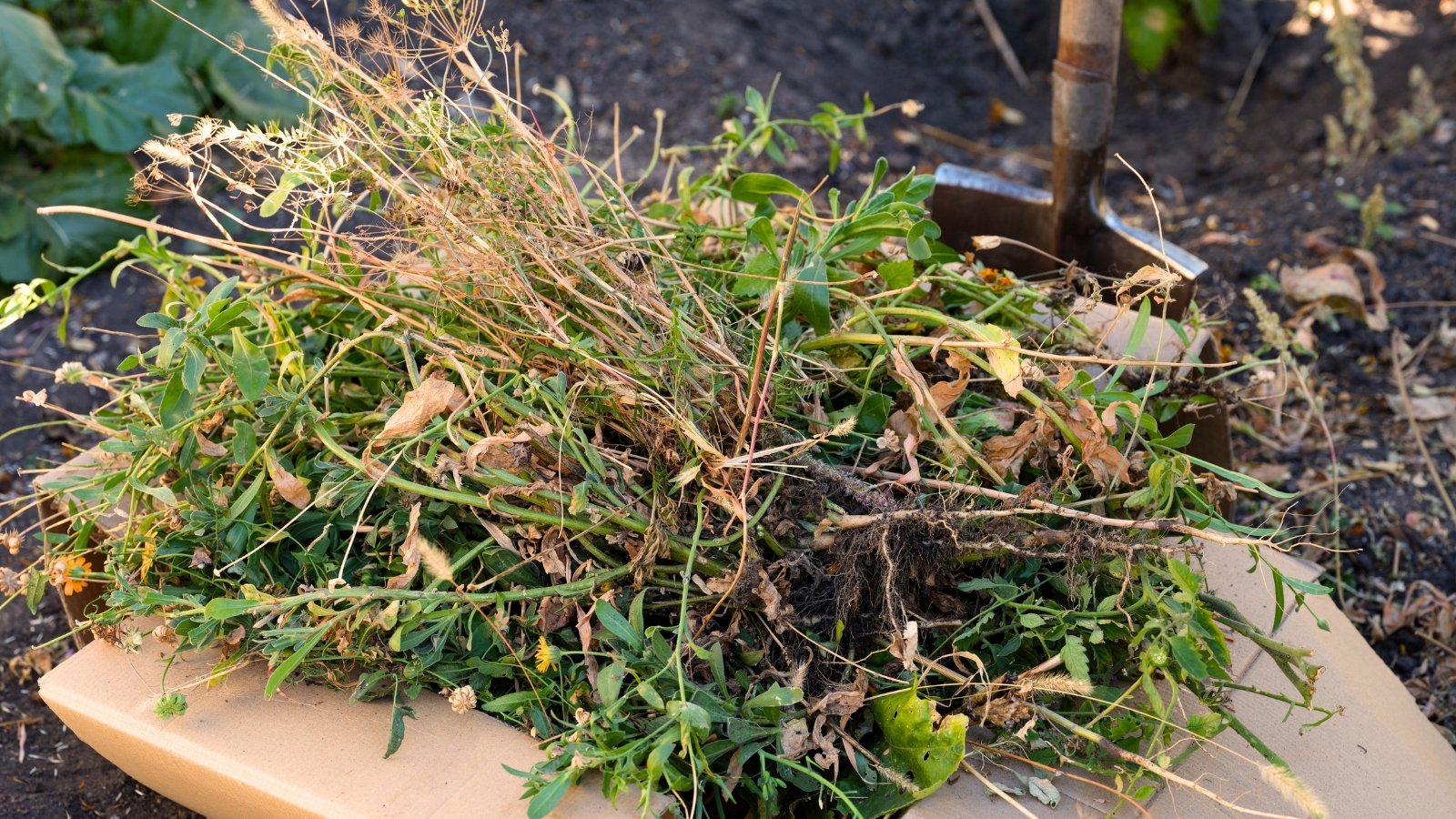 Cardboard box filled with weeds and dry plants sits beside a large old spatula stuck into the soil in an autumn garden.
