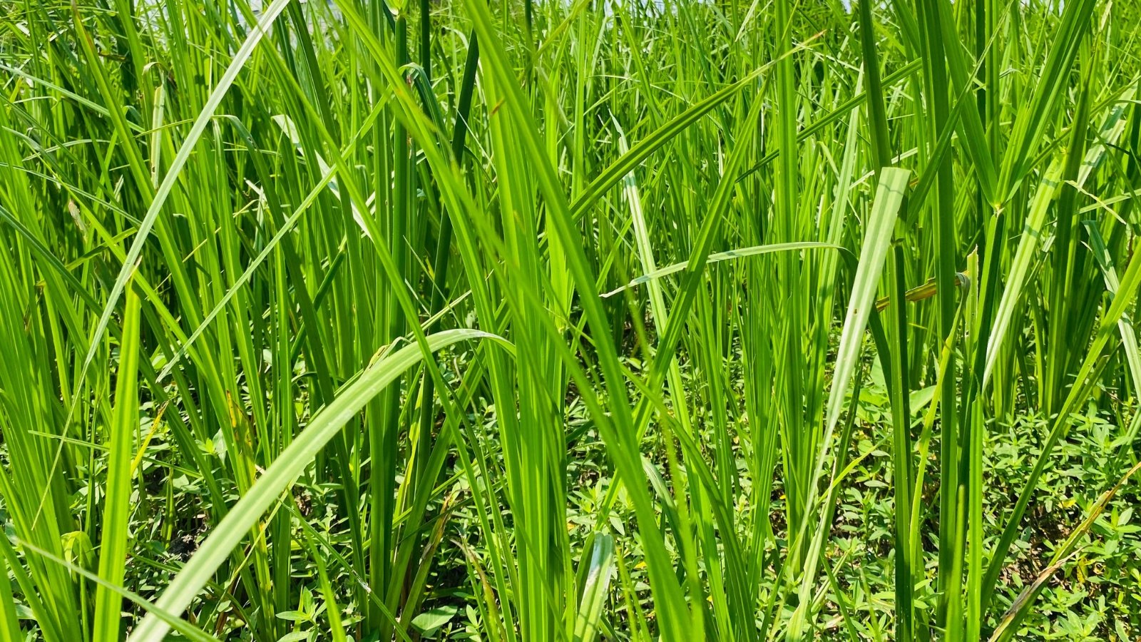 Broad, glossy green leaves arching outward with a flowing, grass-like appearance.