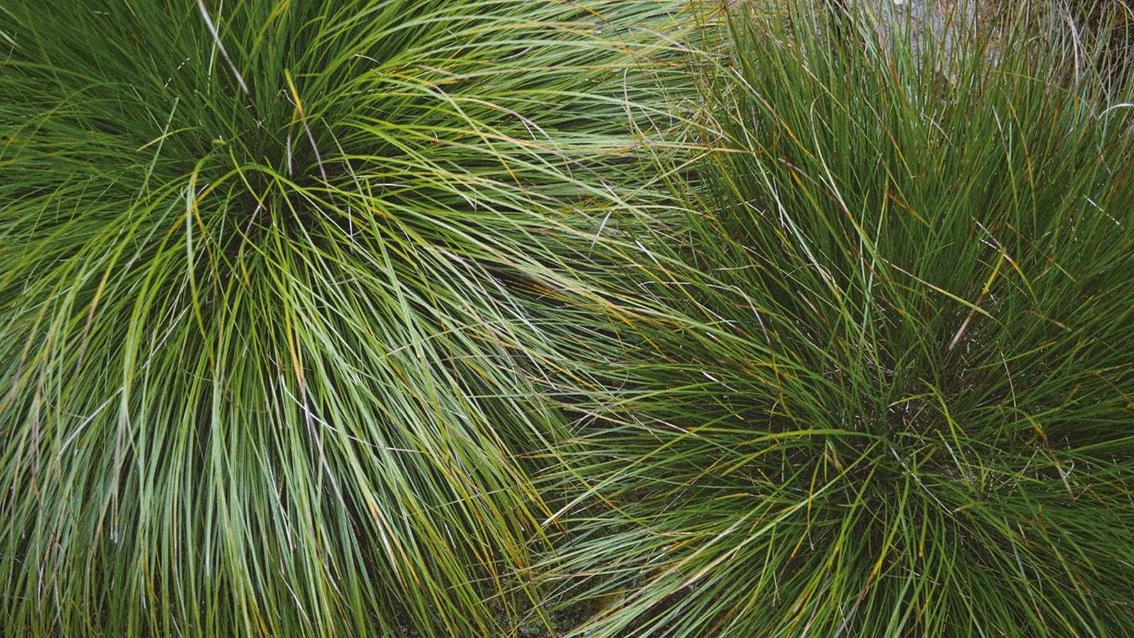 Two thick mounds of long, arching, grass-like leaves in shades of green and yellowish-green.