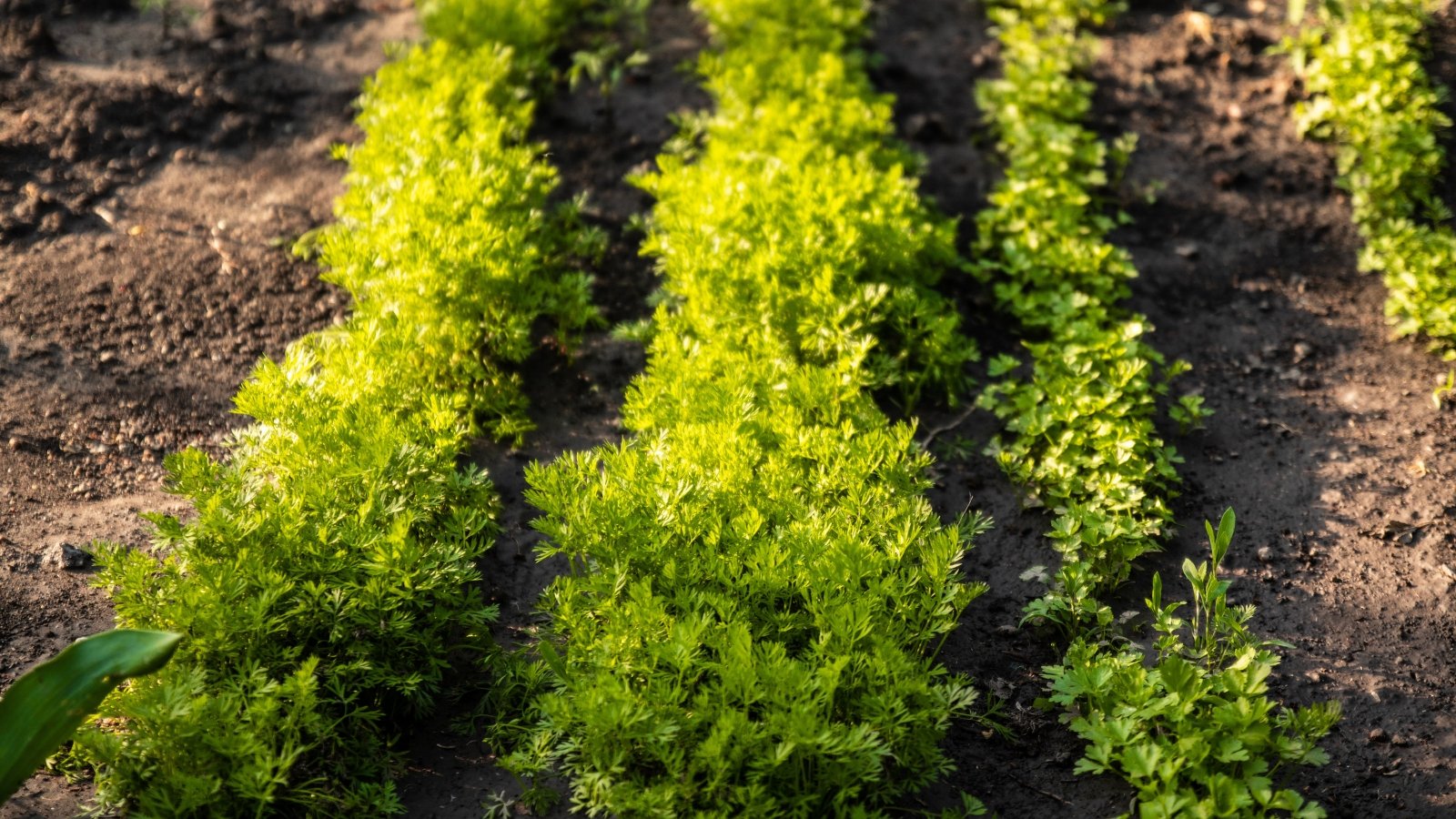 Rows of young carrot plants at different growth stages from succession planting, with delicate feathery green leaves ranging from tiny thread-like sprouts to fuller, finely divided tops rising from the soil.