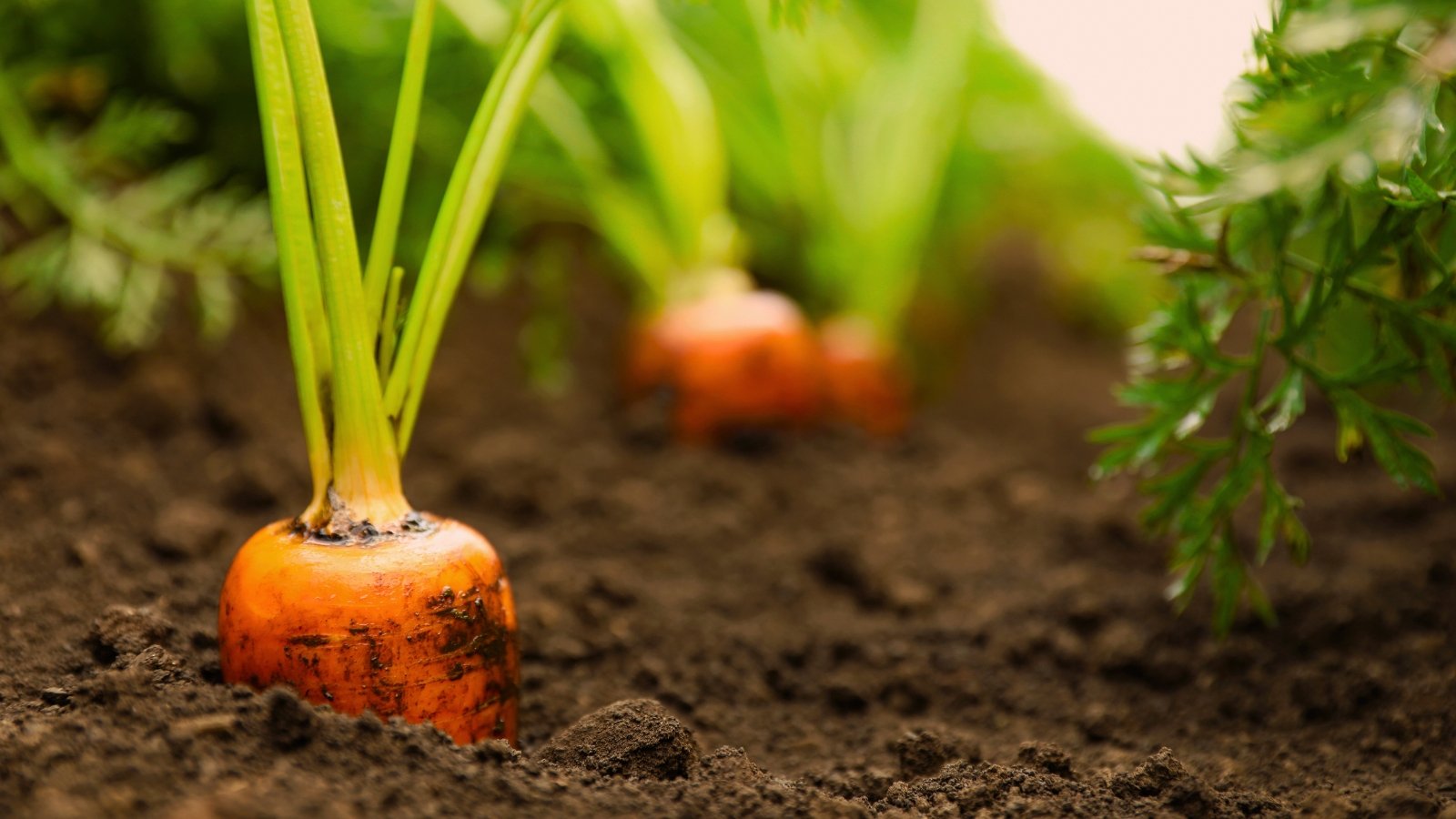 The top of a thick, bright orange root with a smooth surface protruding from the brown soil, topped with feathery green leaves.