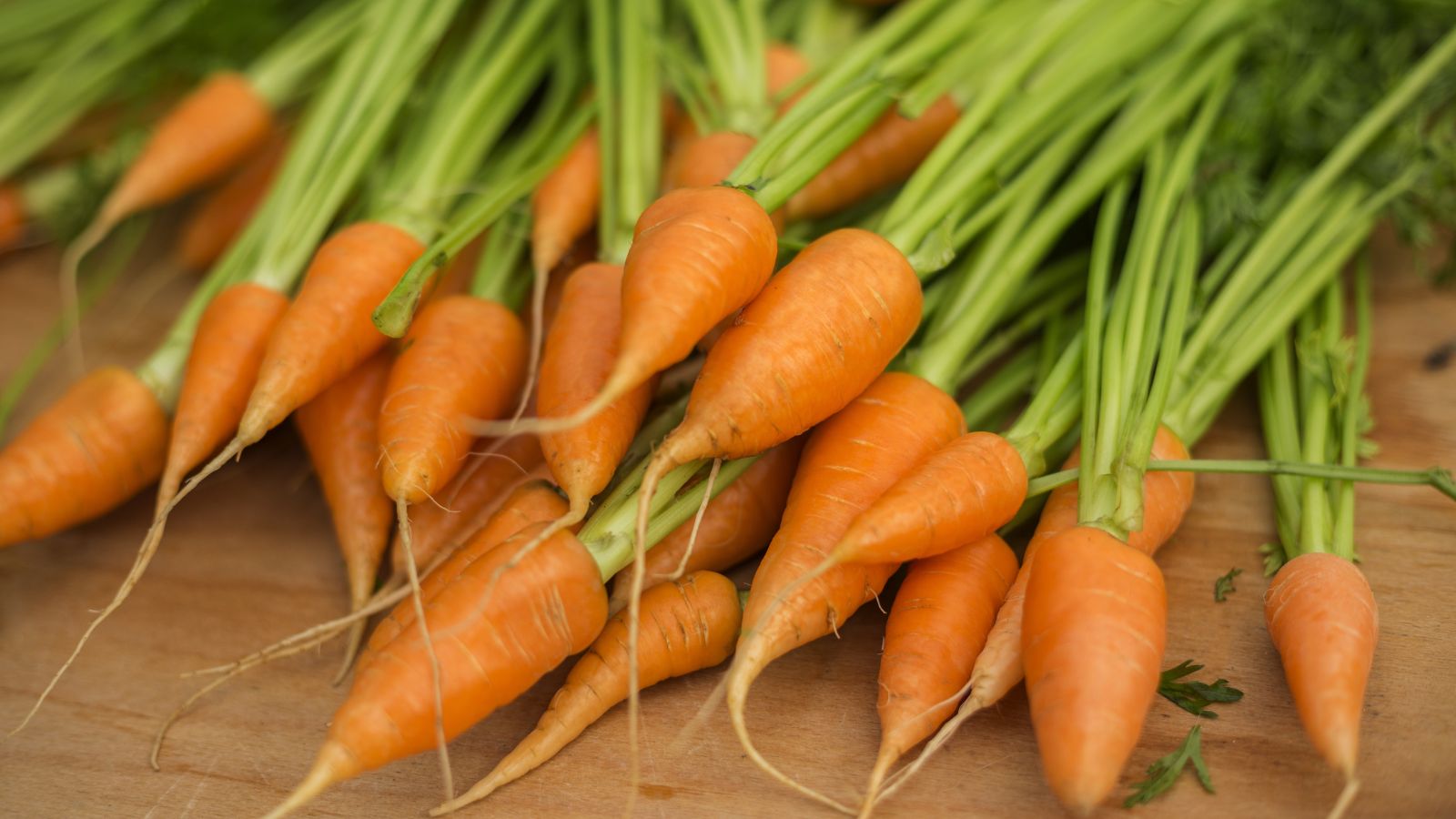 A close-up shot of several freshly harvested Red Cored Chatenay carrots, all piled on top of each other placed on a wooden surface indoors