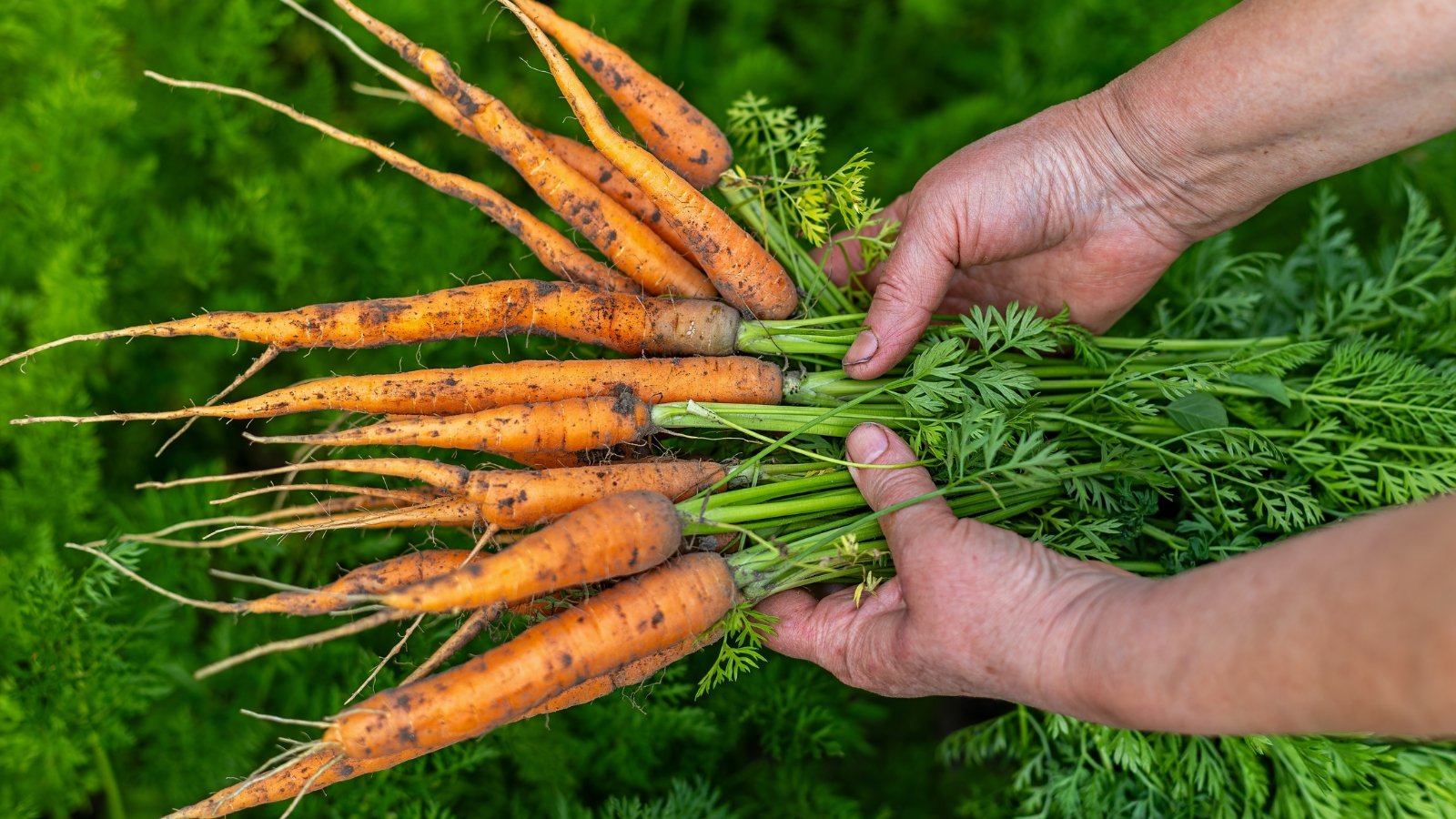 Harvested bunches of slender orange roots with feathery green tops held in hands.