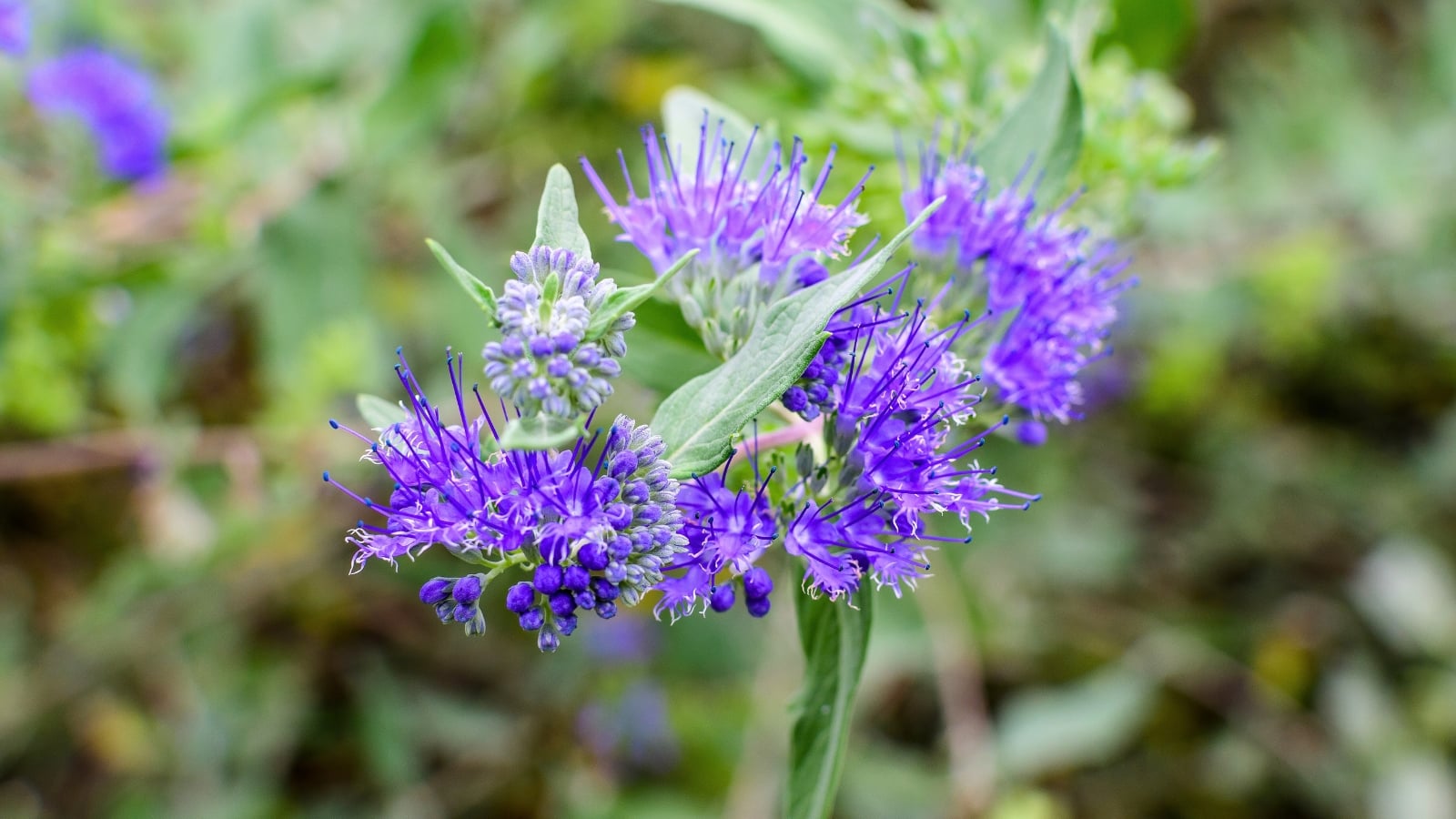 A spray of small, vibrant blue-purple flowers with long, spiky stamens and thin green leaves.