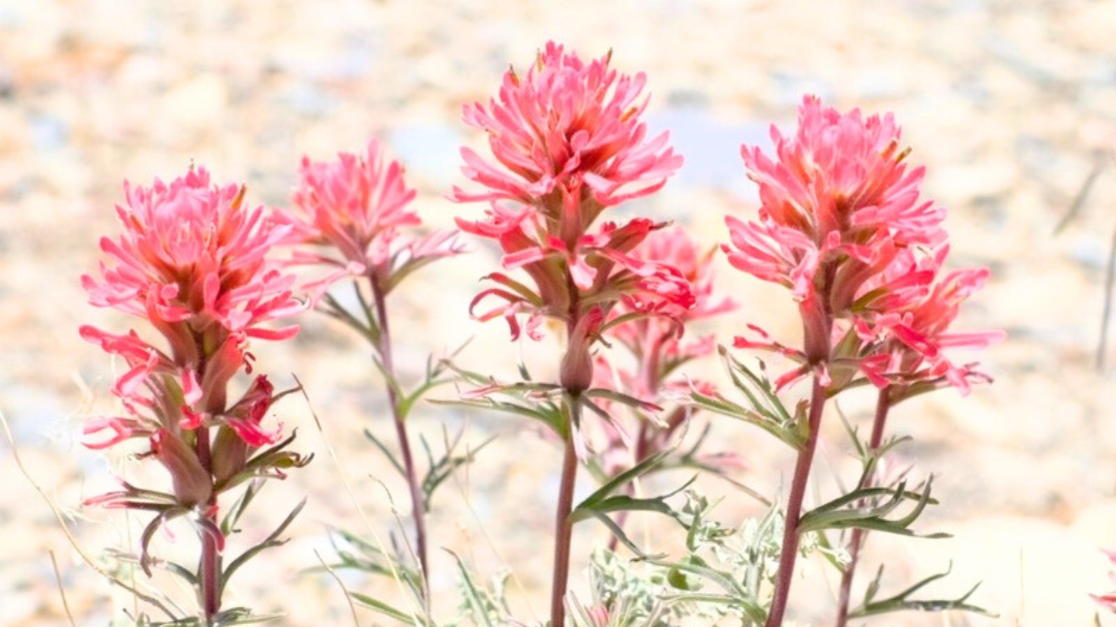Several upright spikes of fuzzy, bright reddish-pink bracts with green leaves clustered below.