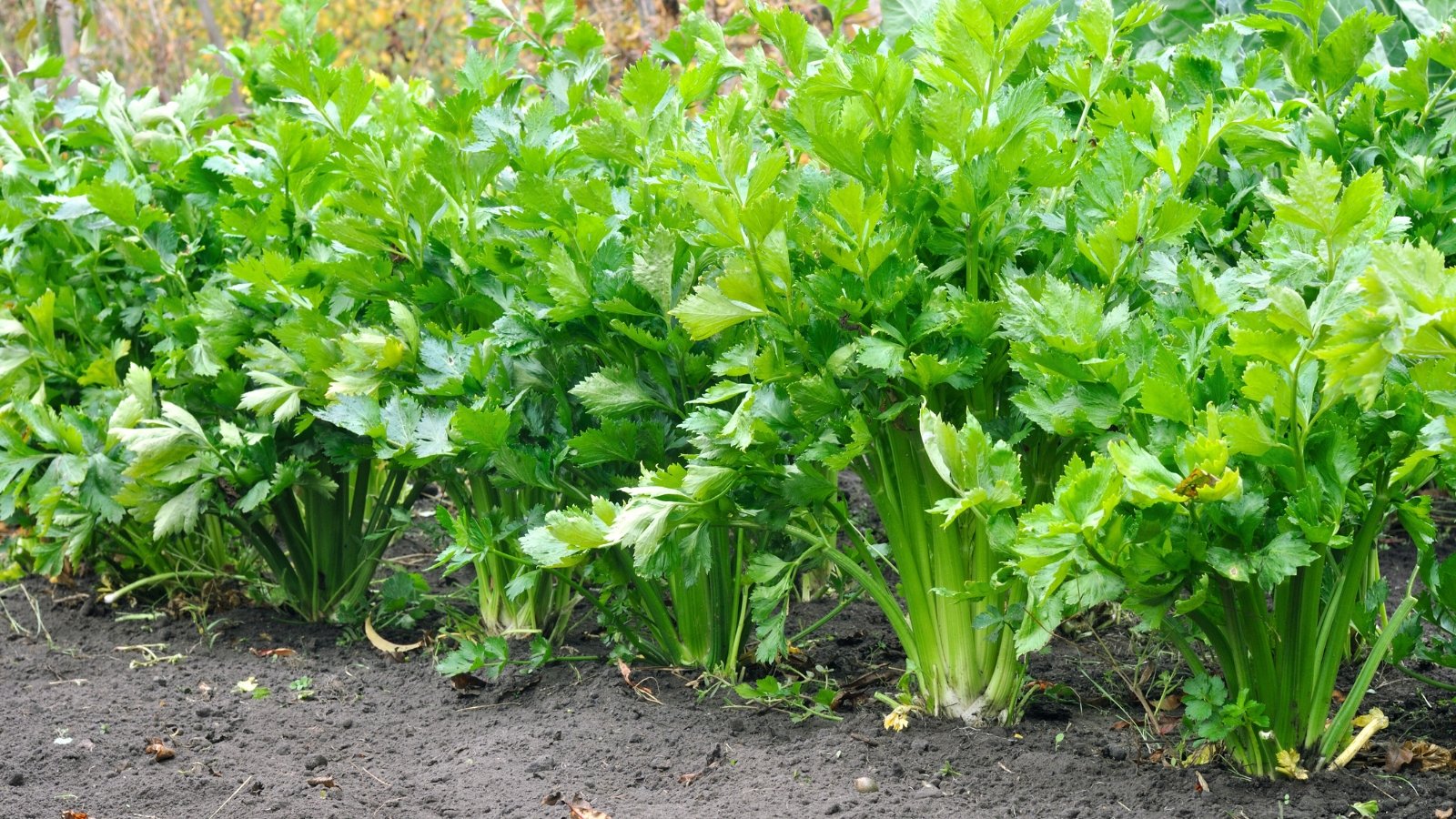 Rows of upright, pale green stalks with long, ribbed leaves forming compact clumps along the garden bed.