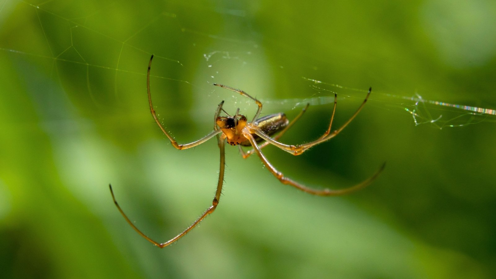 Close-up of a cellar spider with a small body and extremely long, thin legs weaving a delicate web against a green garden backdrop.