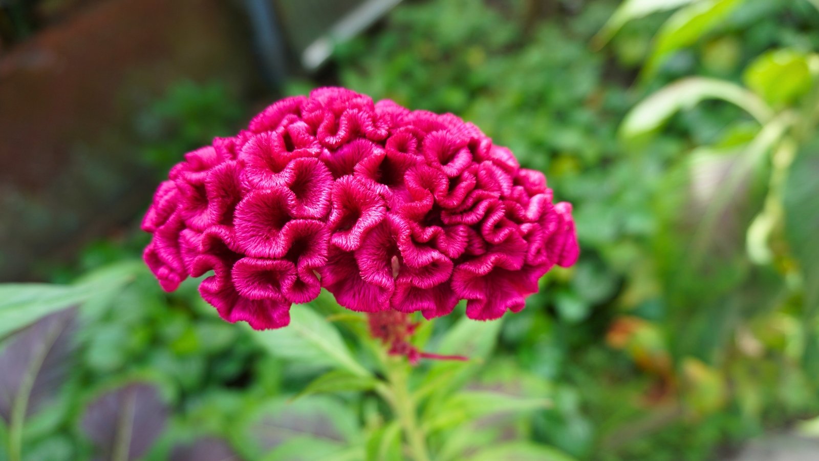 A large, brain-like magenta flower with dense, velvety, and convoluted folds on a green stem.