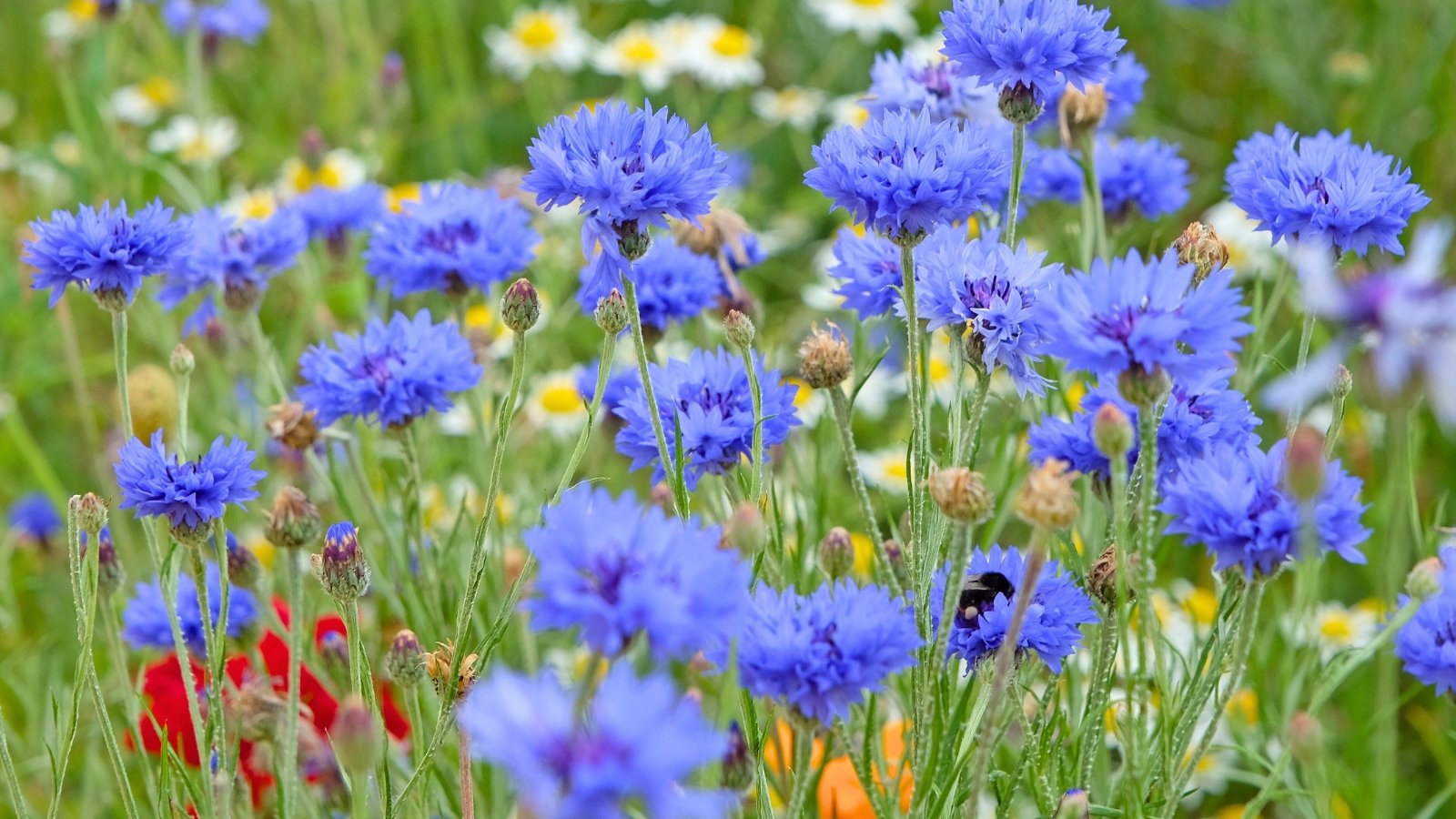 A field of vibrant blue, feathery flowers with thistle-like heads and a fringe of fine petals, mixed with other wildflowers.