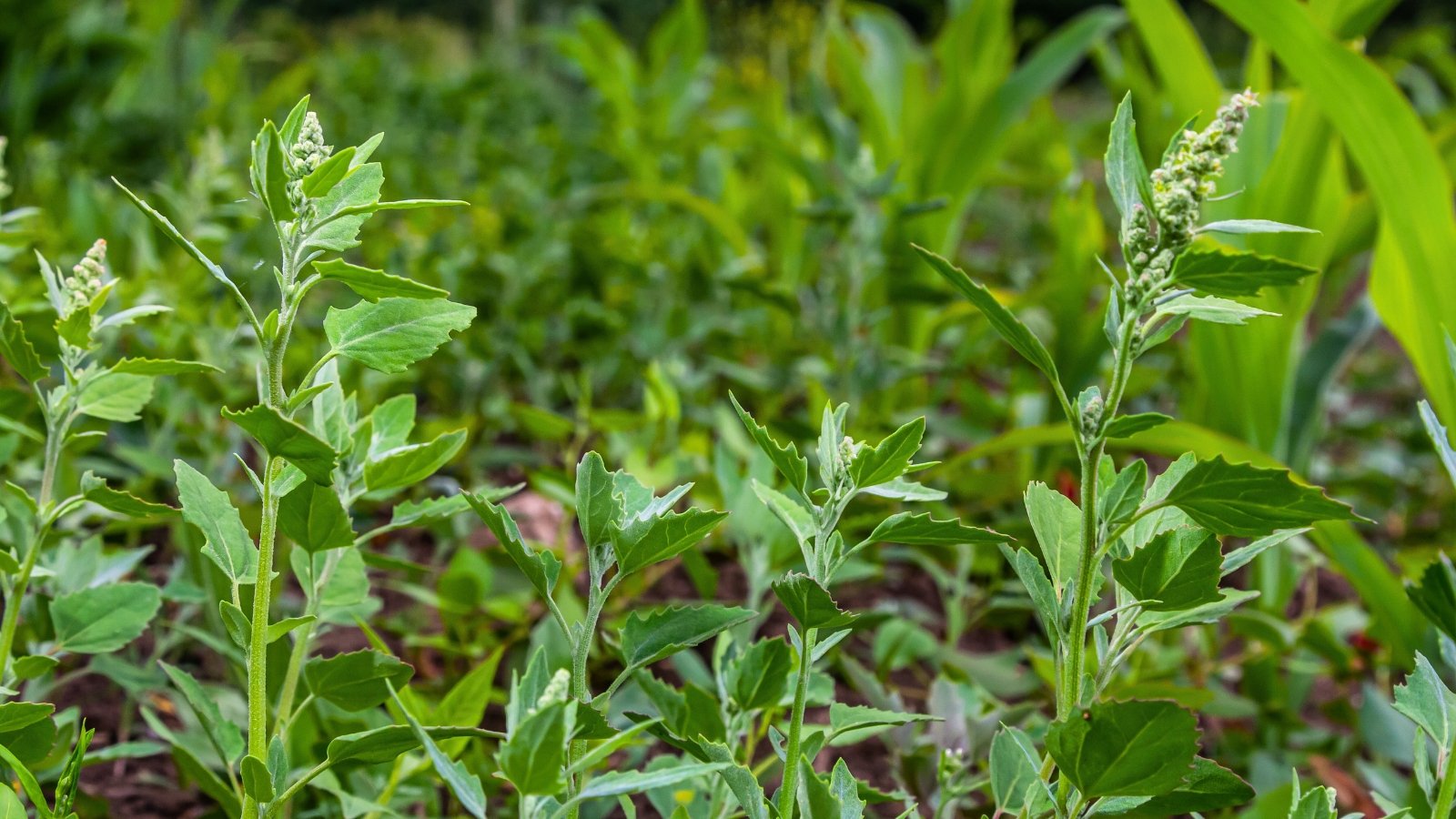 Tall, branching stems with pale green, triangular leaves and tiny inconspicuous flowers clustered along the upper stems.