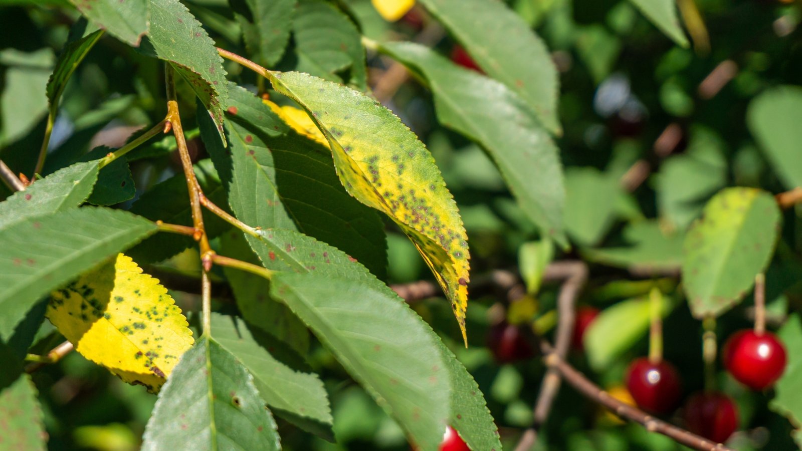 Green, yellowing cherry leaves with small dark purple to black circular spots scattered across the surface against the blurred background of ripe red fruits.