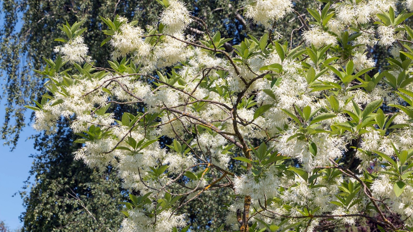 Narrow, fringe-like white petals radiate from small yellow-green centers, hanging among lance-shaped green leaves.