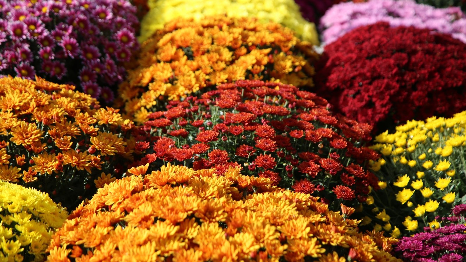 Large bunches of chrysanthemums display vibrant blooms in shades of purple, orange, yellow, red, maroon, and pink with layered, ruffled petals.