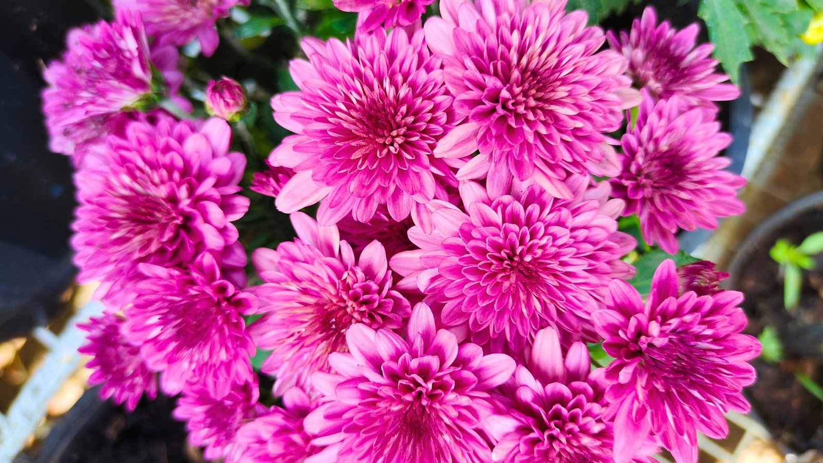 A bunch of dense, fluffy pink flowers with numerous spiky, layered petals radiating from the center.
