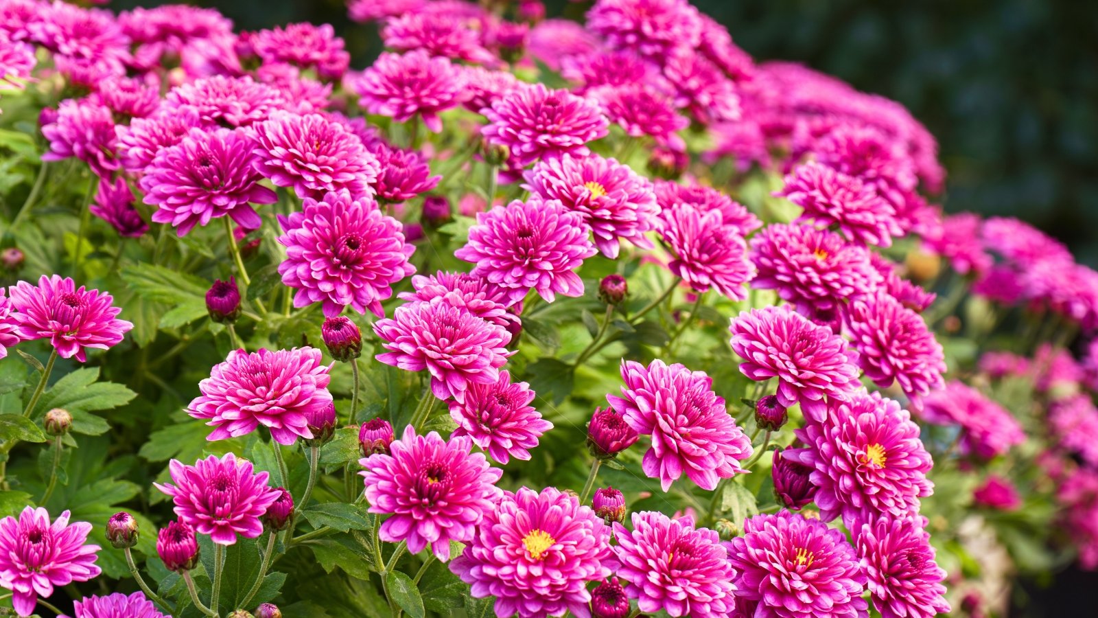 Clusters of vibrant purple flowers with layered, tightly packed petals and bright yellow centers, framed by dark green, serrated leaves.