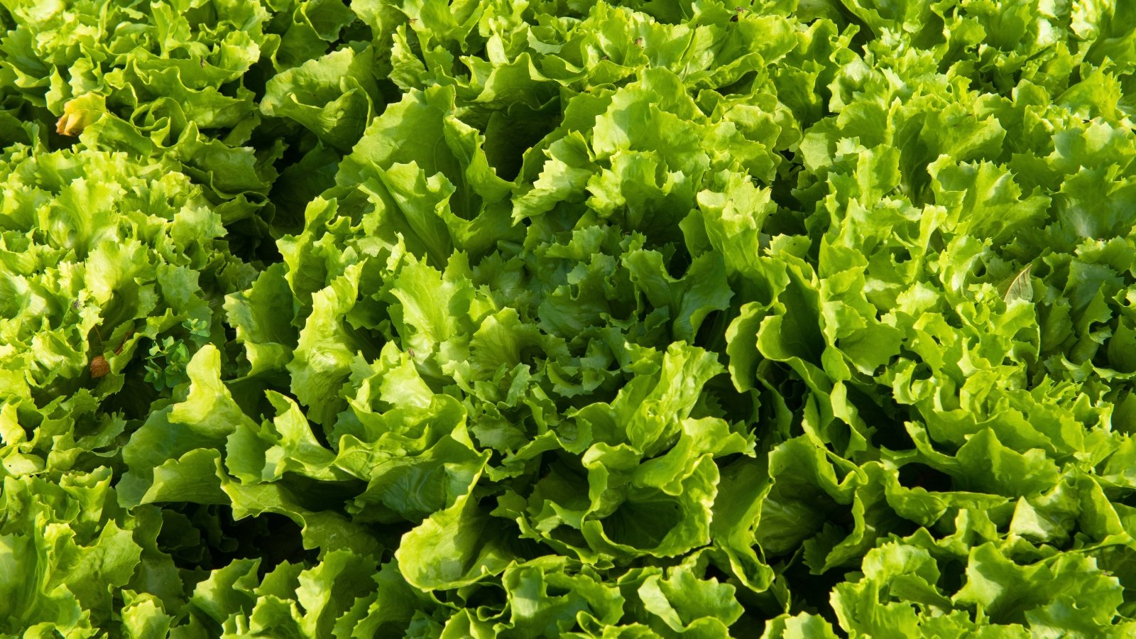 A field of ruffled, light-green leaves with a frilly texture growing in a dense, uniform pattern.