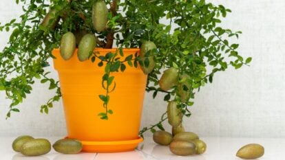 A potted Citrus australasica appearing to have lovely green foliage and fruits attached to the plant as well as scattered on the white surface