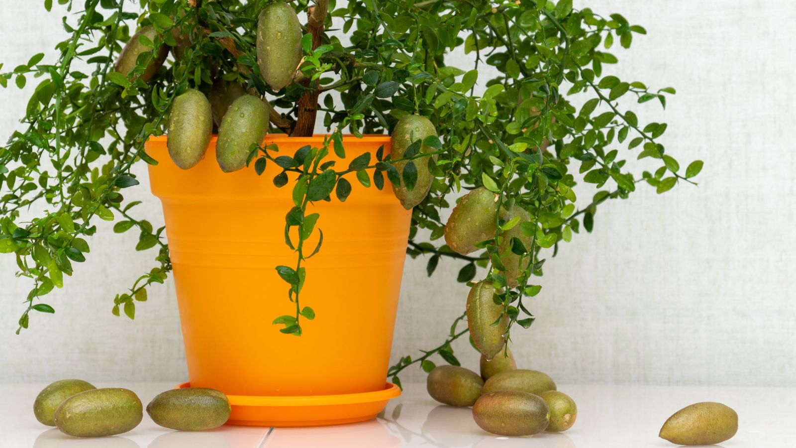 A lovely Citrus australasica plant producing elongated green fruits as the shrub grows in a brightly colored pot