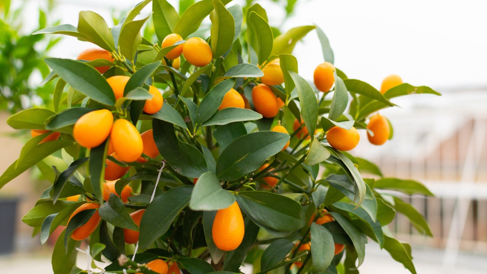 Shiny dark green leaves with tiny oval orange fruits clustered along slim branches.
