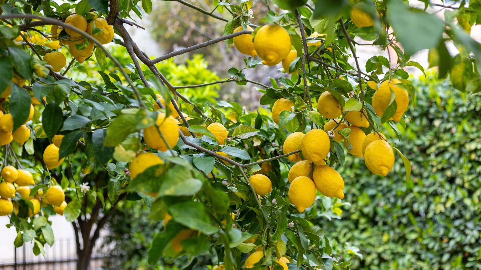 Bright yellow oval fruits nestled among glossy, deep green leaves on sturdy branches.