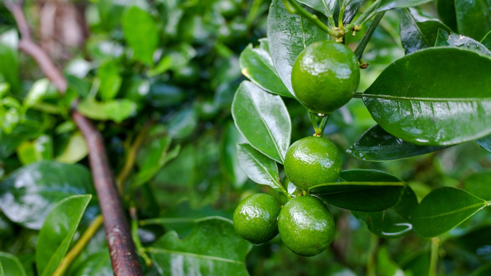 Shiny green leaves with small, round green fruits hanging from slender branches.
