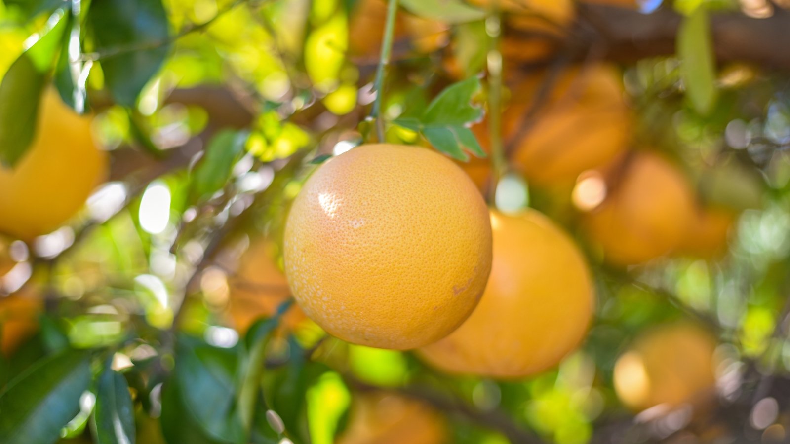 Glossy green leaves surrounding large, round yellow fruits hanging heavily from branches.