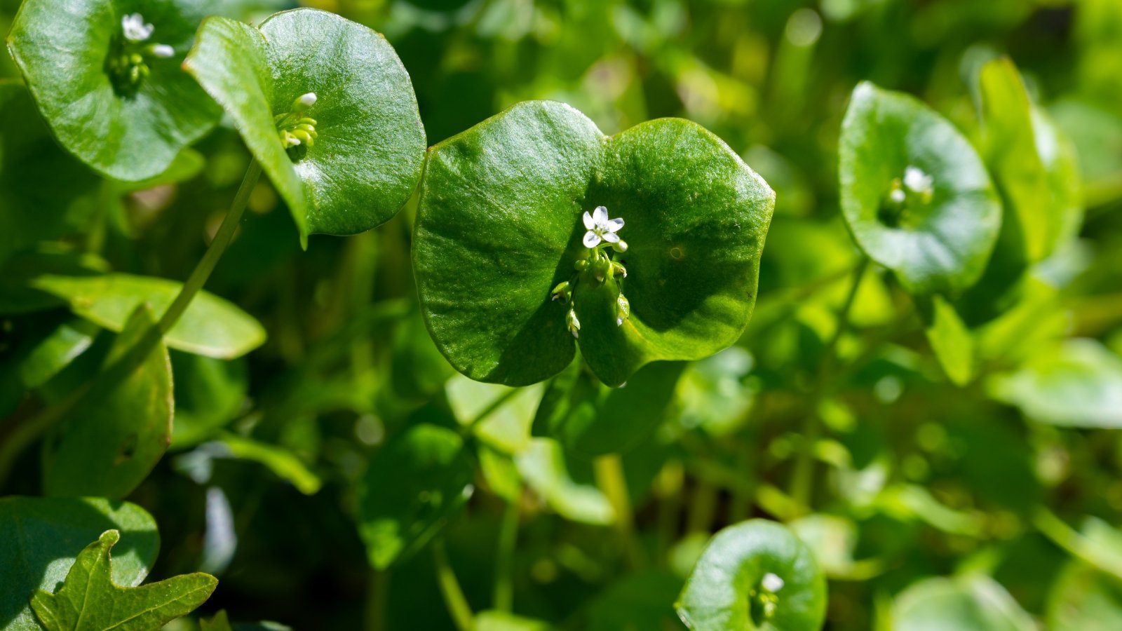 Delicate green leaves surround clusters of small, star-shaped white flowers.