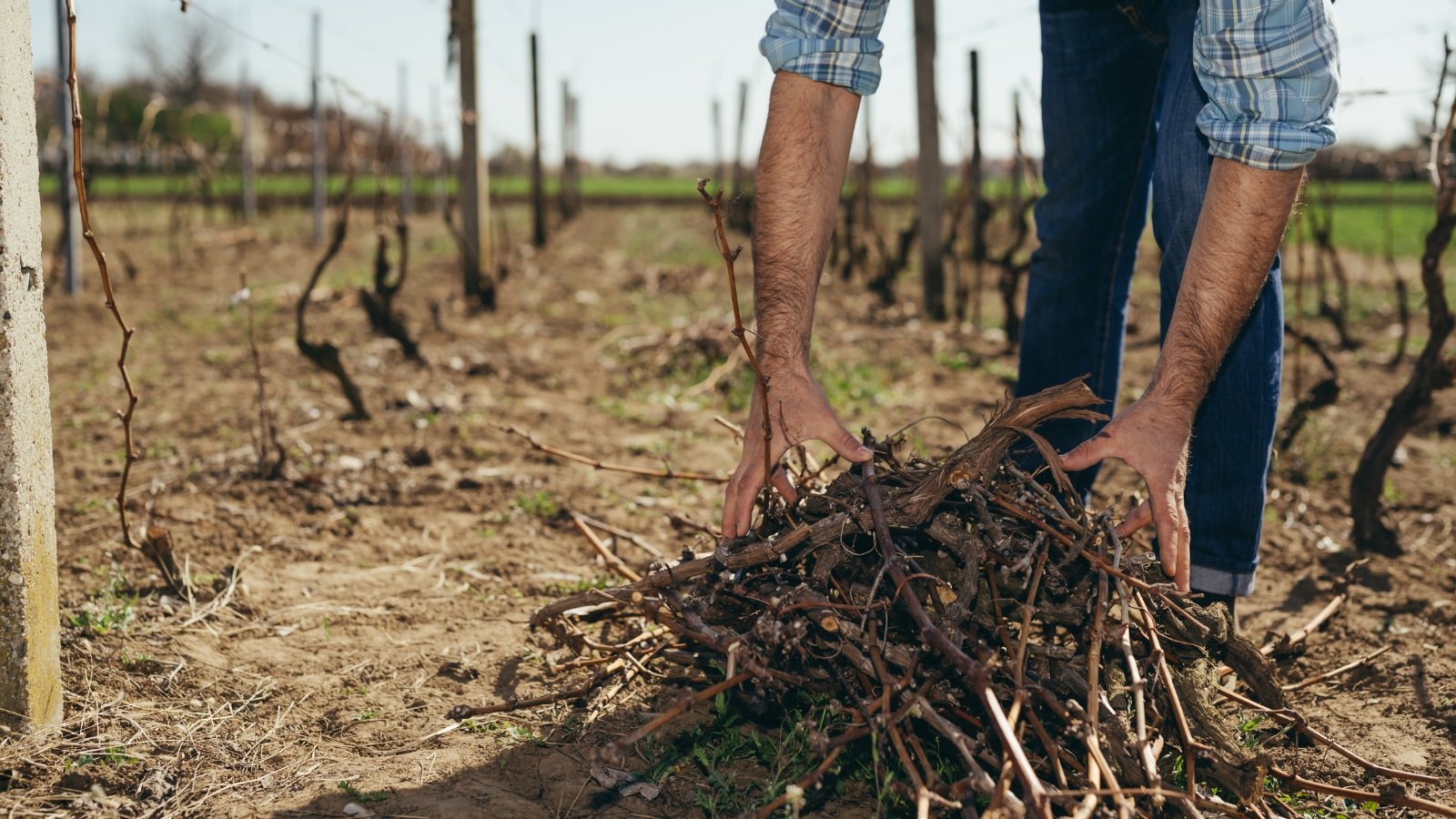 A farmer gathers and removes pruned grape branches and debris from the vineyard floor.