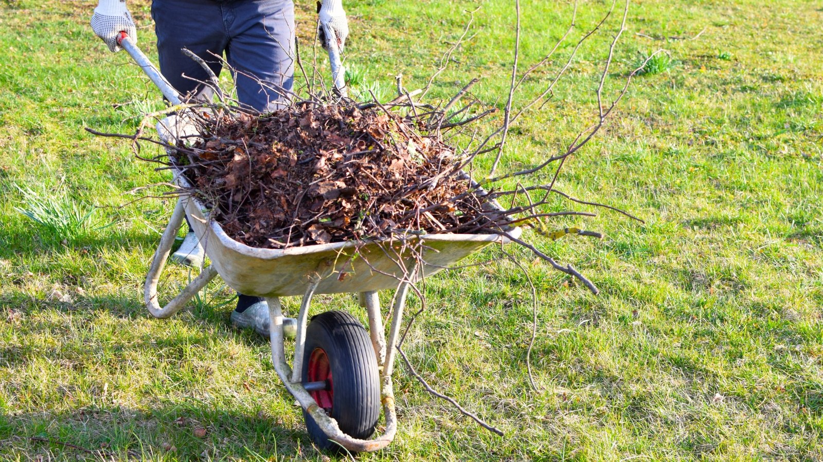A gardener pushes a cart full of garden waste including dry tree branches and leaves in a sunny garden.