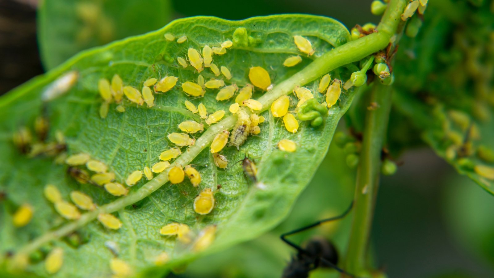 Clusters of soft-bodied yellow aphids with pear-shaped bodies and black legs clustered along the midrib of tender green leaves.