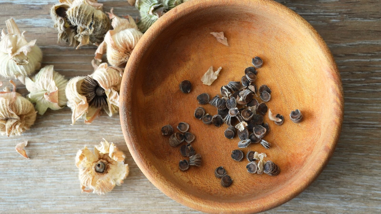 A wooden plate holding small, round, flattened black-brown seeds with a textured surface, with seed heads scattered nearby on the wooden surface.