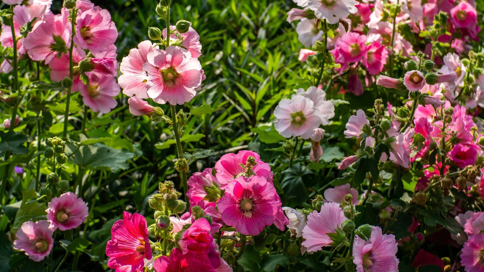 Tall garden plants with bright, colorful cup-shaped flowers in shades of pink, purple, and red, surrounded by broad green leaves in sunlight.